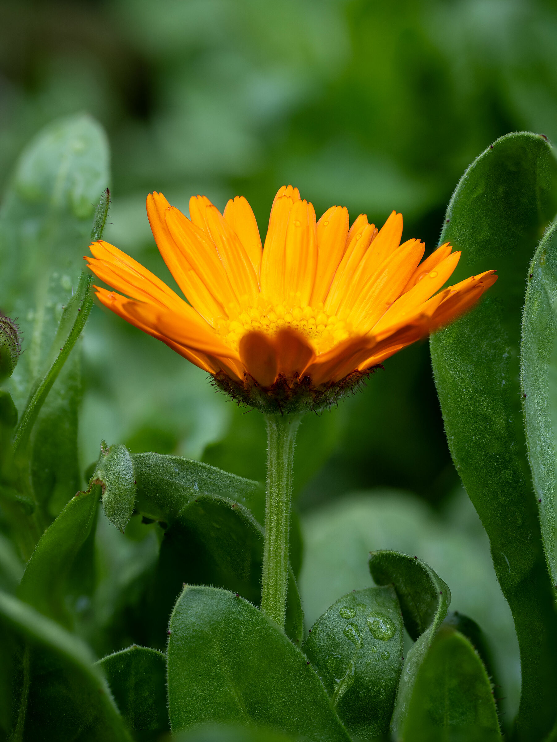 Calendula officinalis