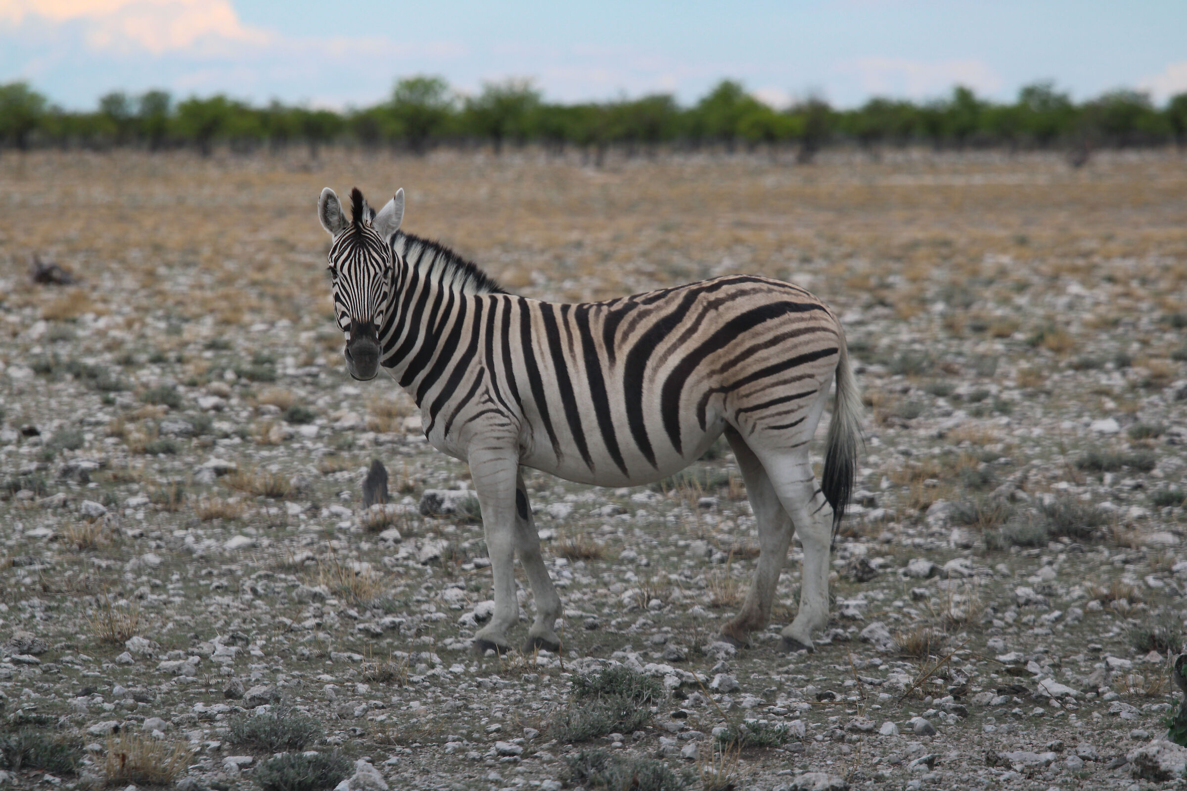 Lowland zebras in Etosha