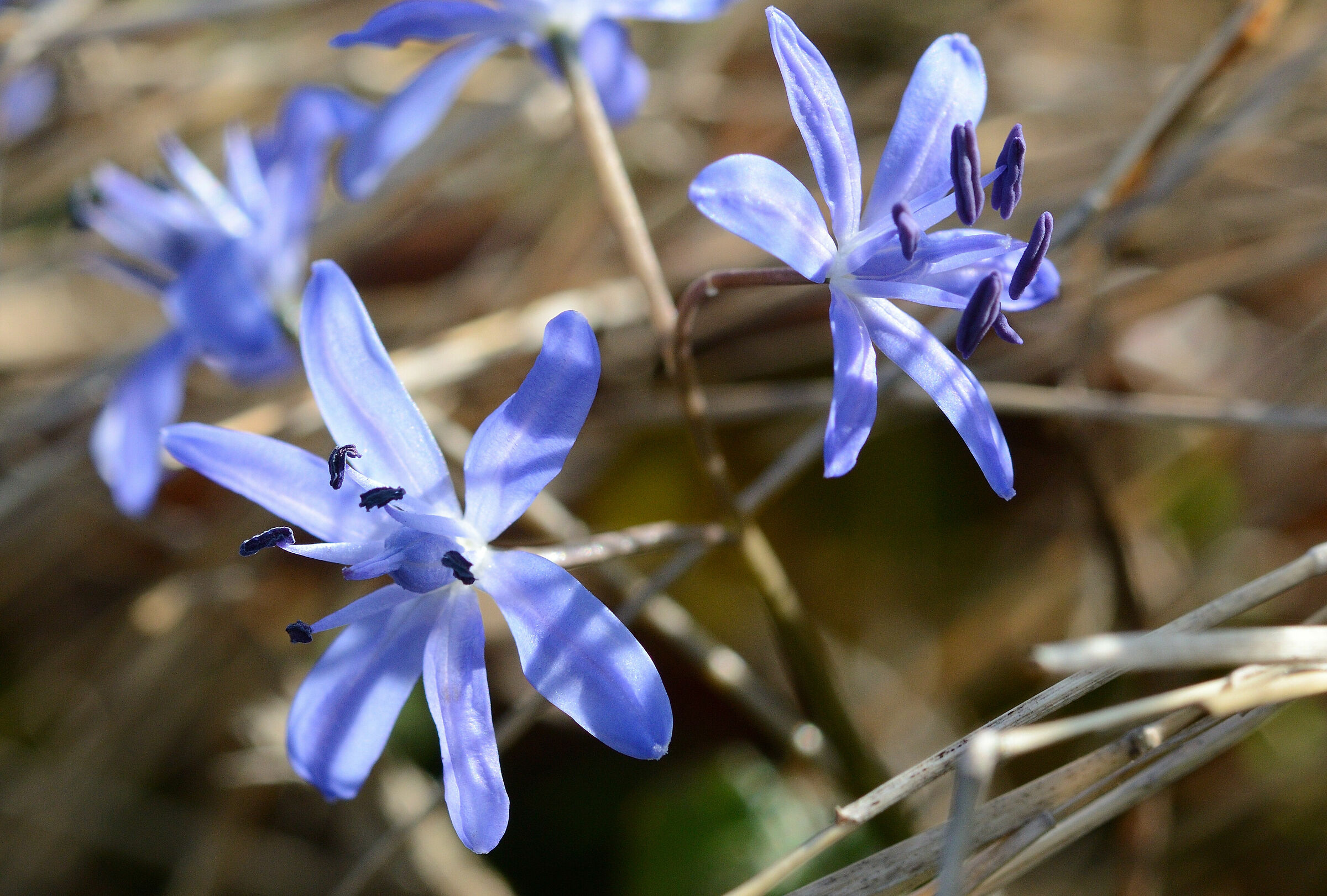 Scilla bifolia