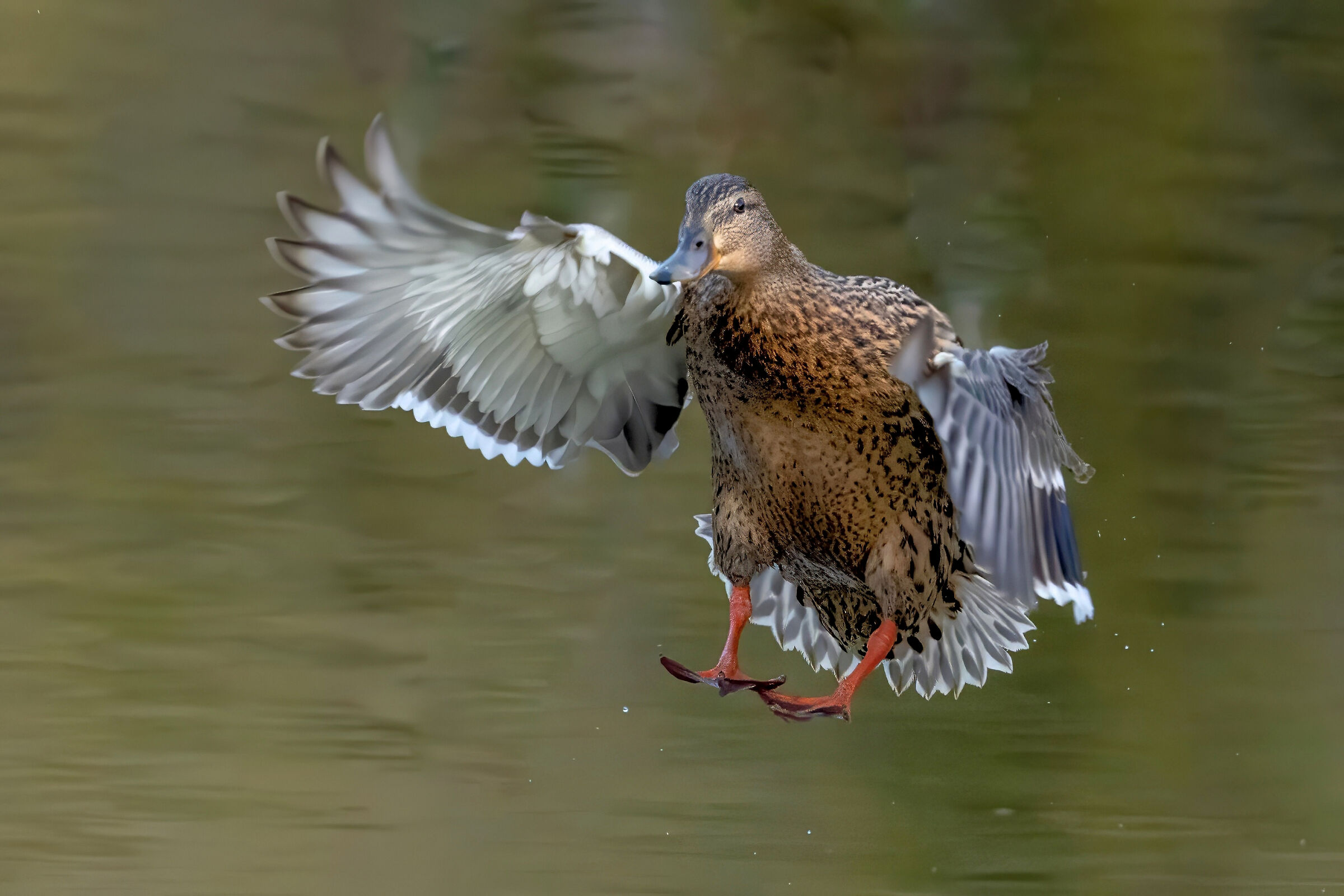 Germana in ammaraggio