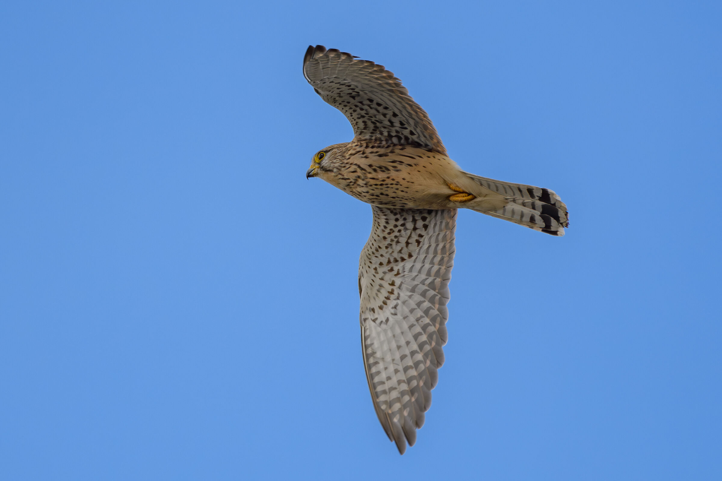 Kestrel