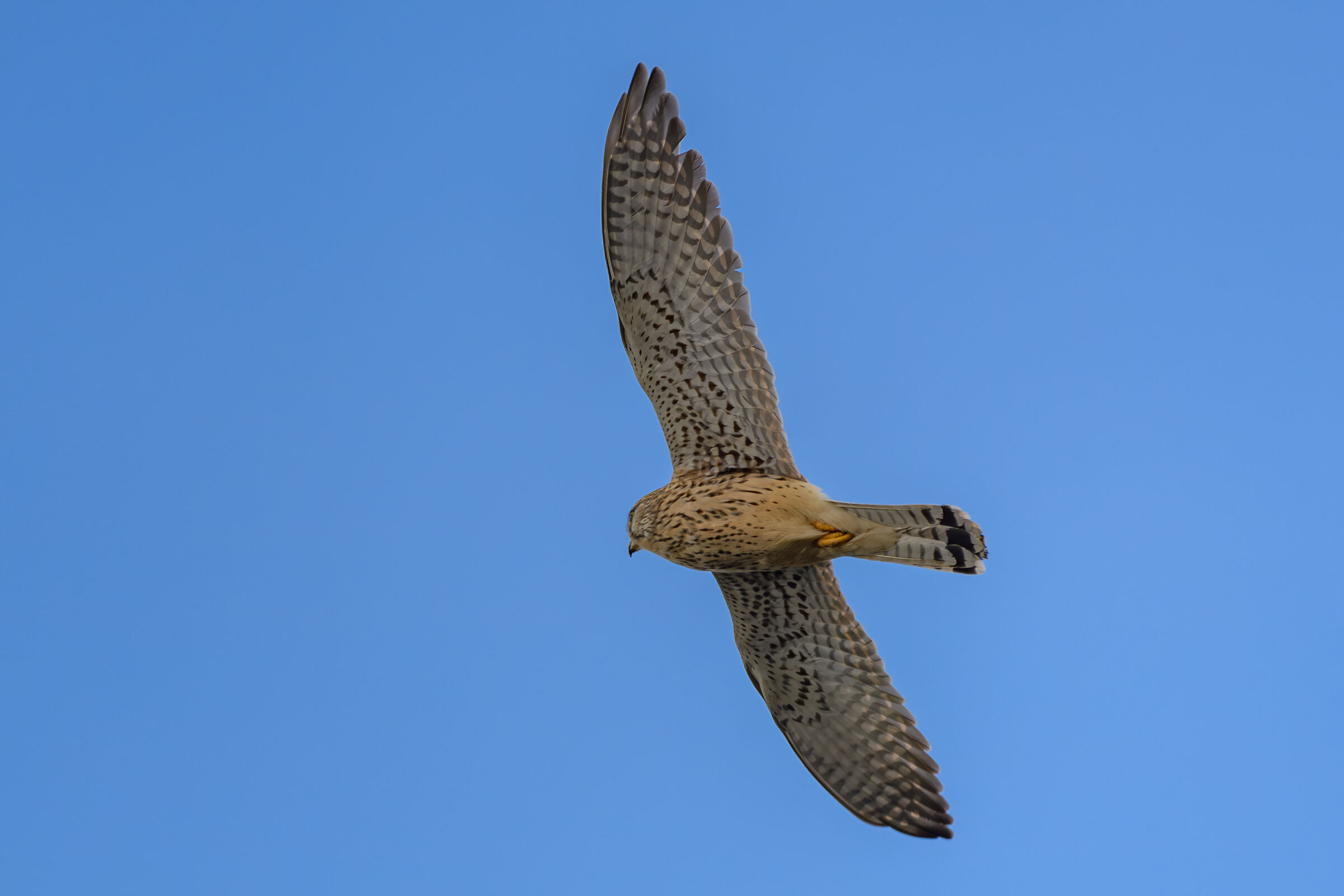 Kestrel