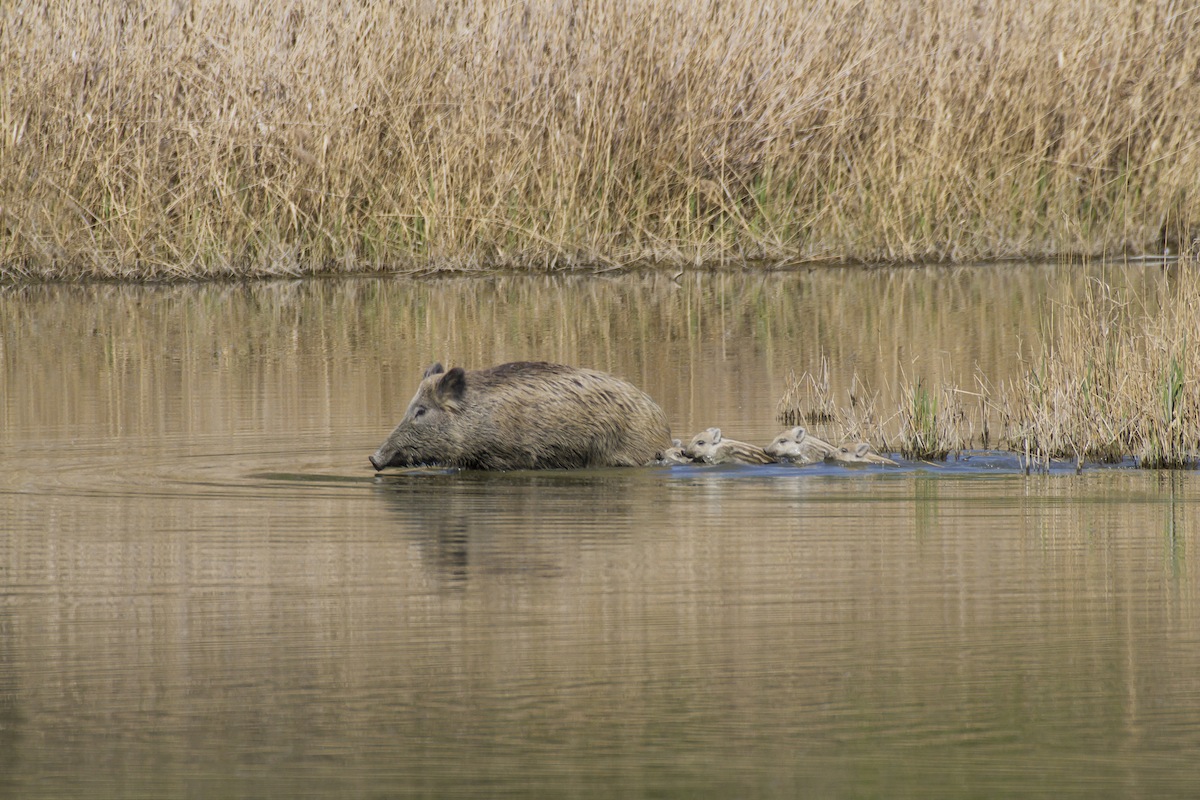 Mom is always the mother ....