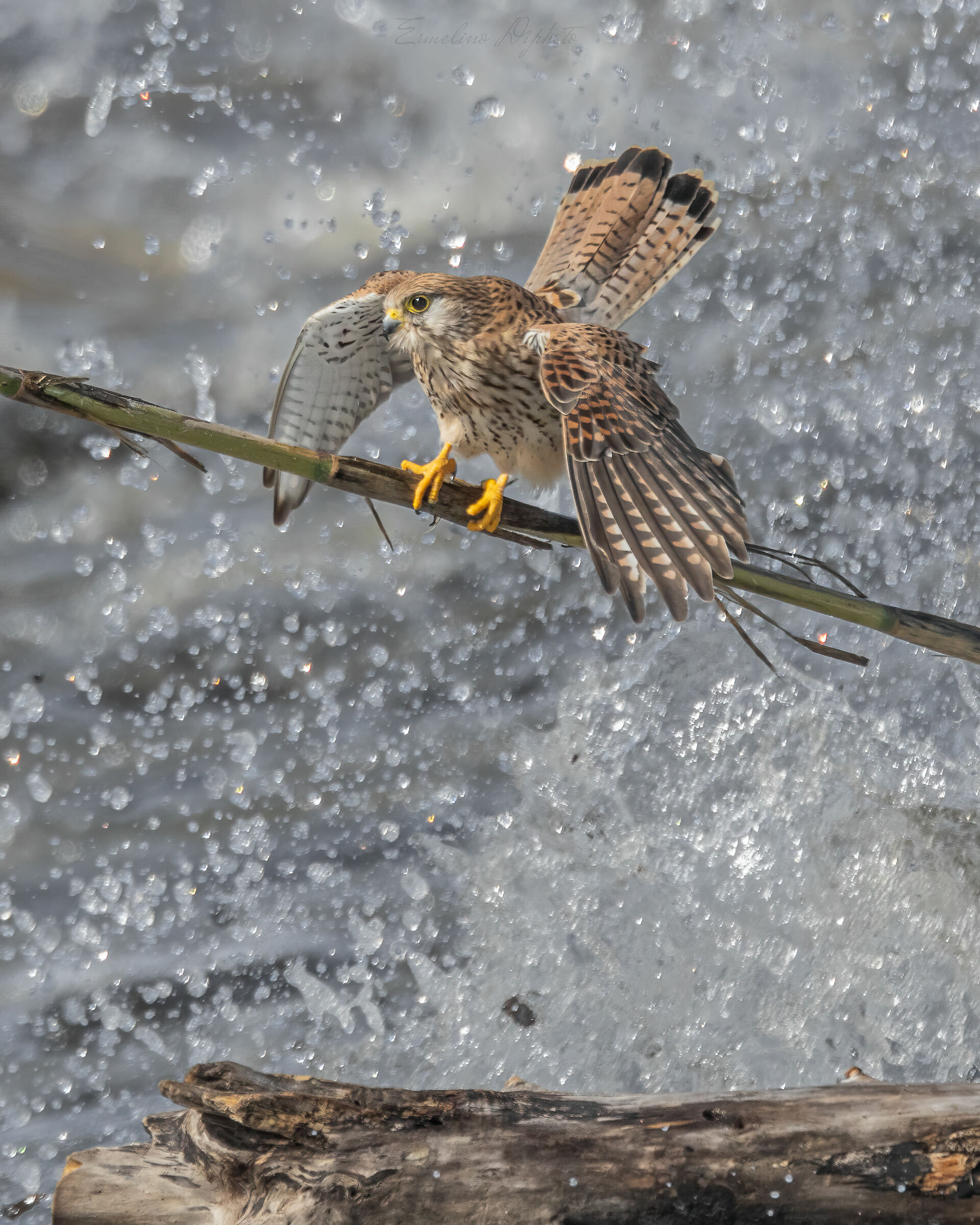 Surfer kestrel