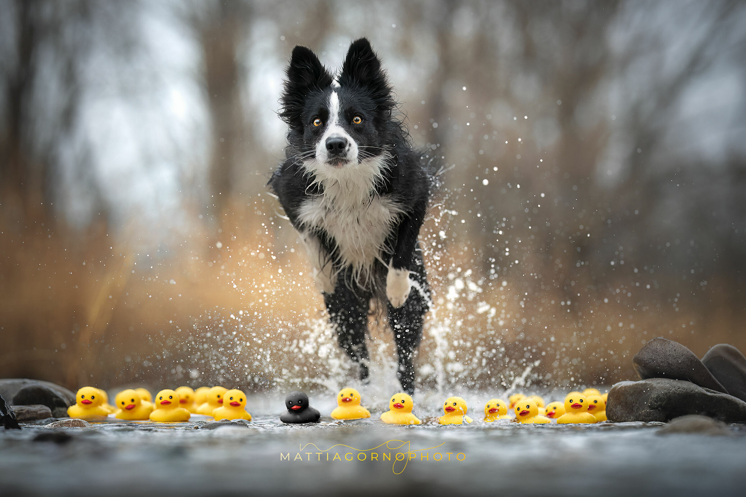 Ugly duckling - model: Yucca !!!