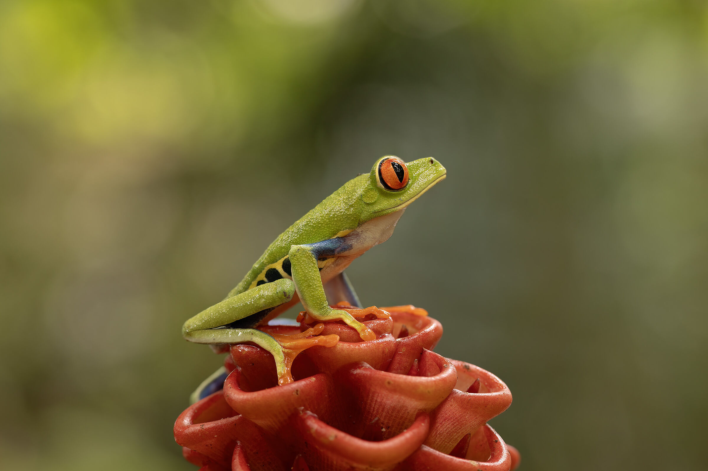 La rana dagli occhi rossi