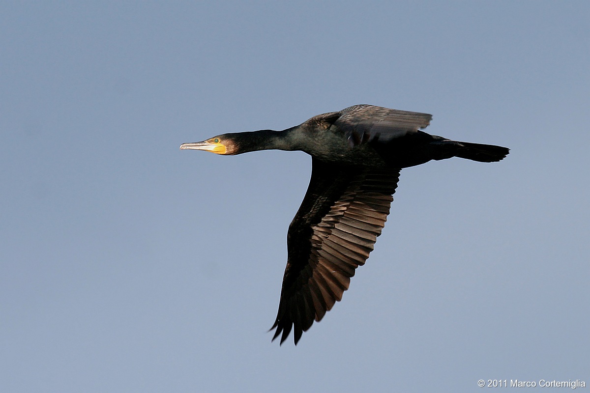 Cormorano (Phalacrocorax carbo)