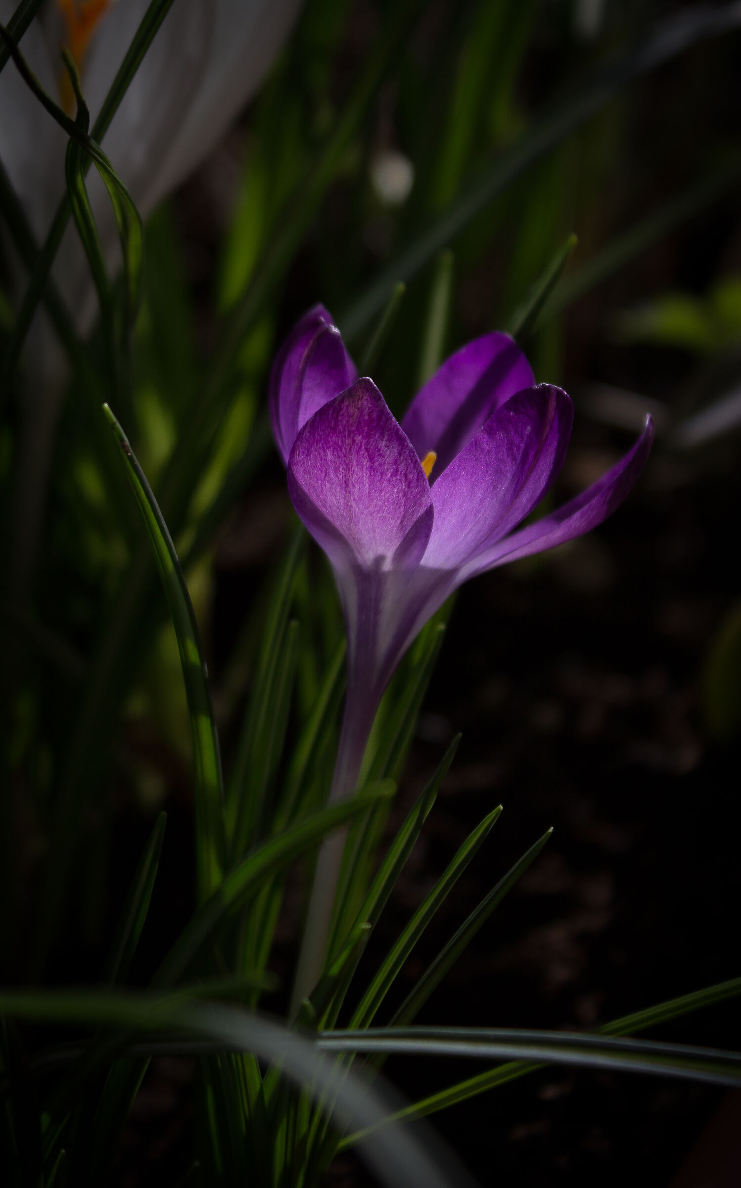 Crocus