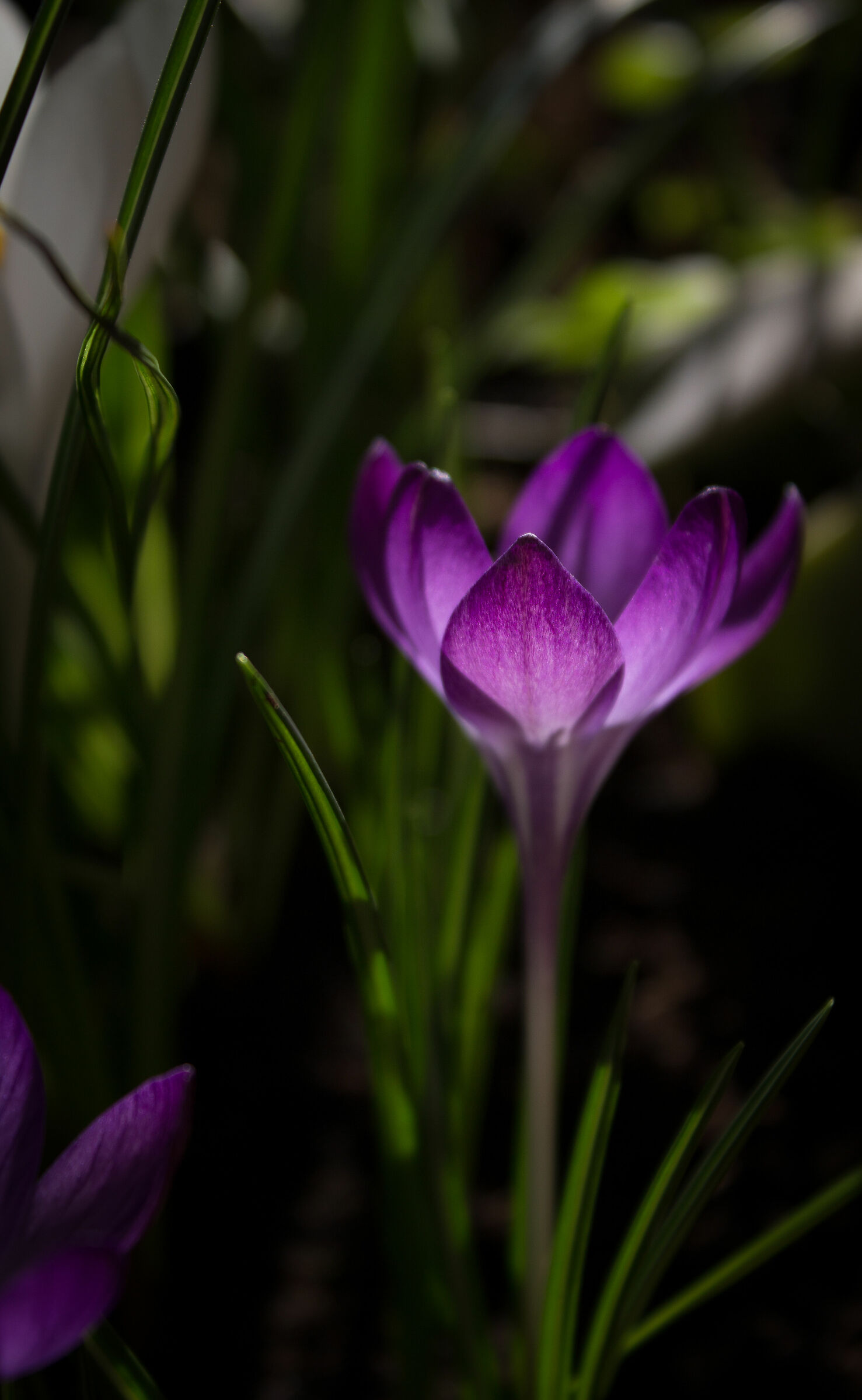 Crocus