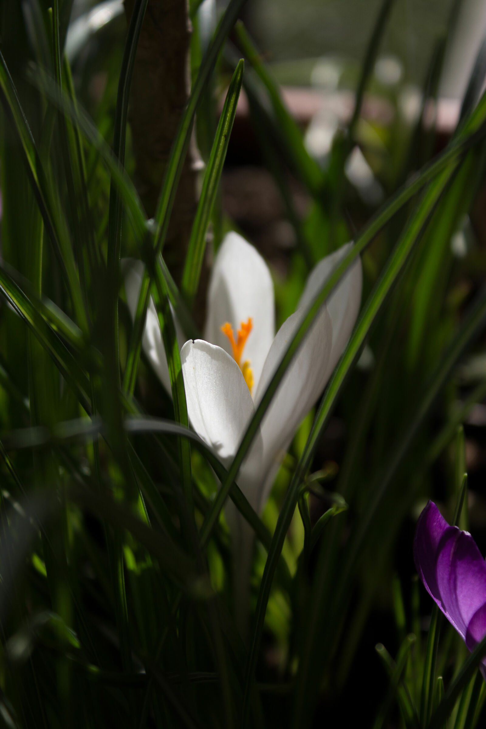 Crocus