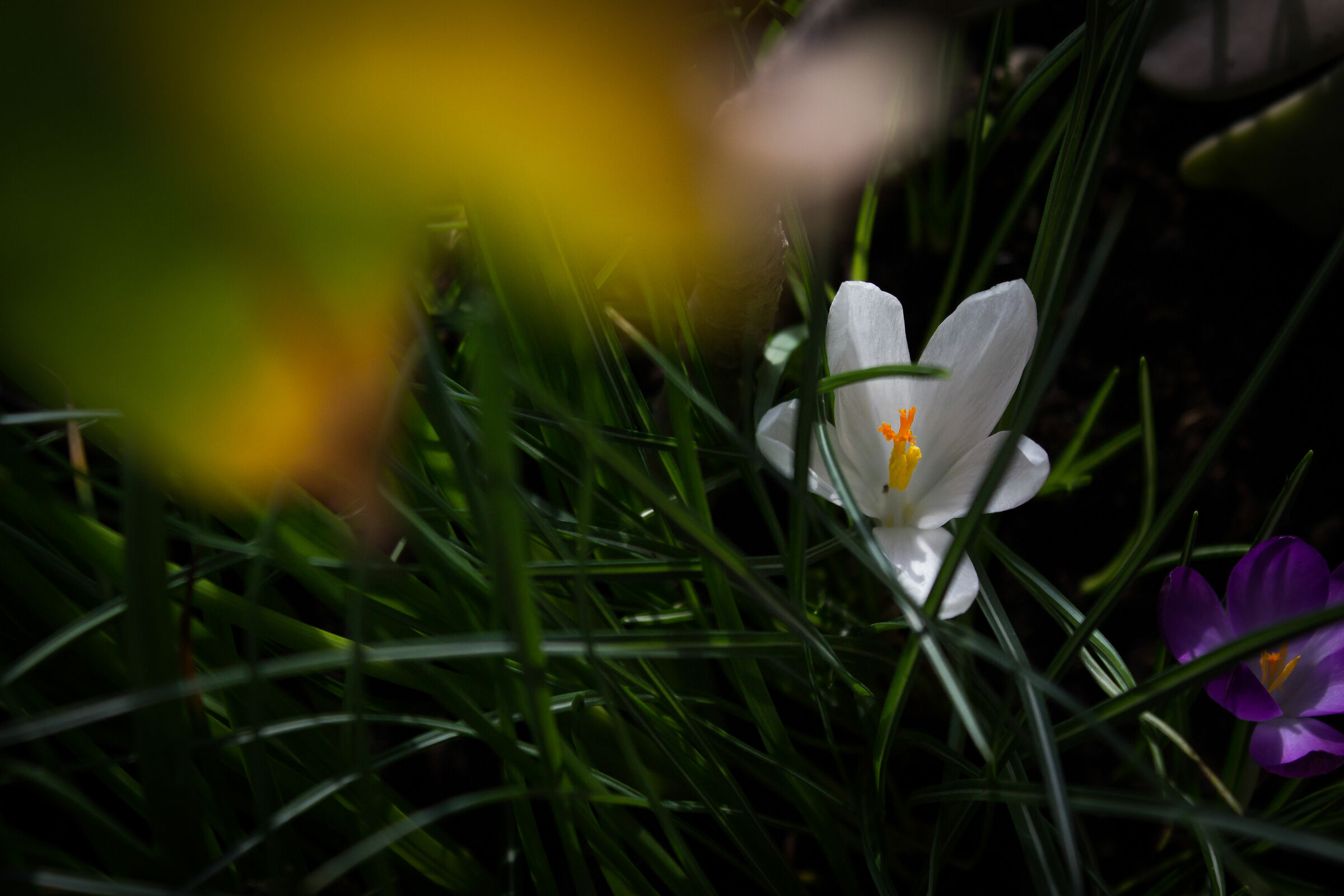 Crocus