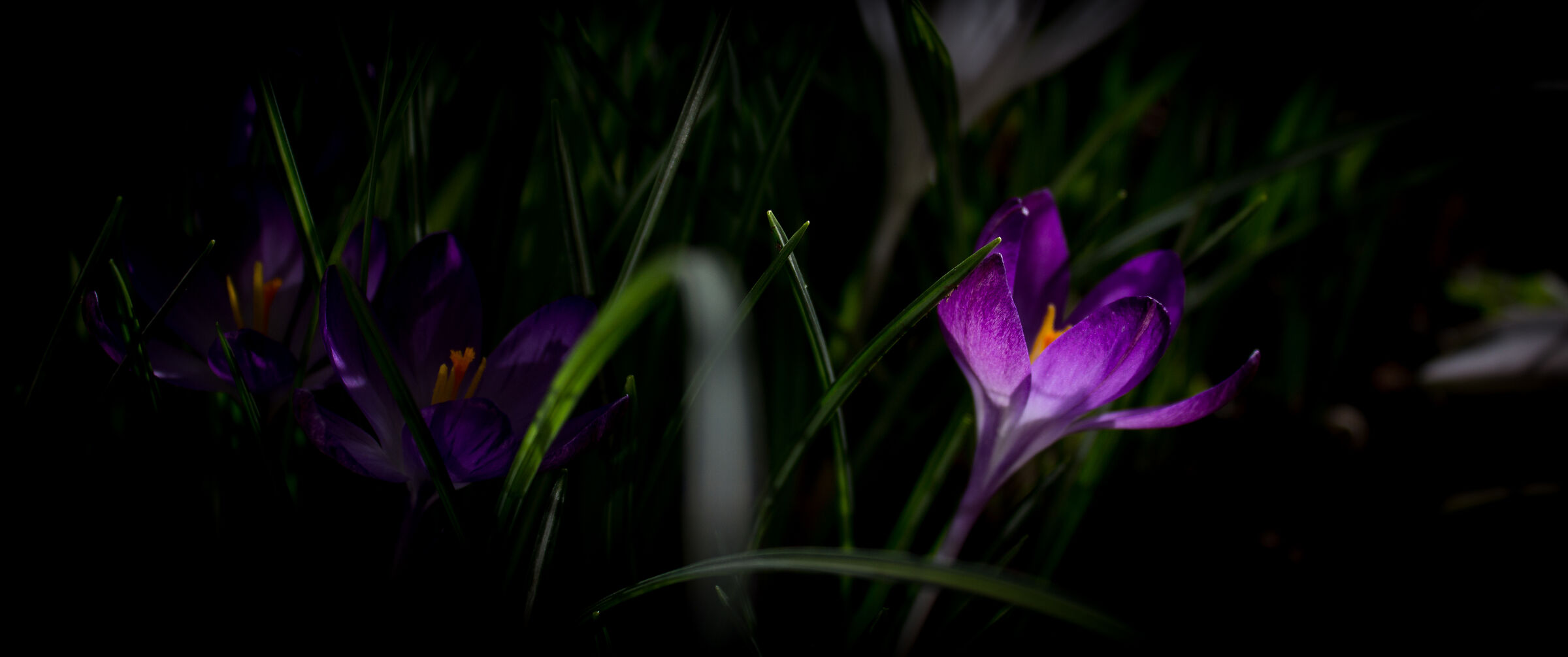Crocus