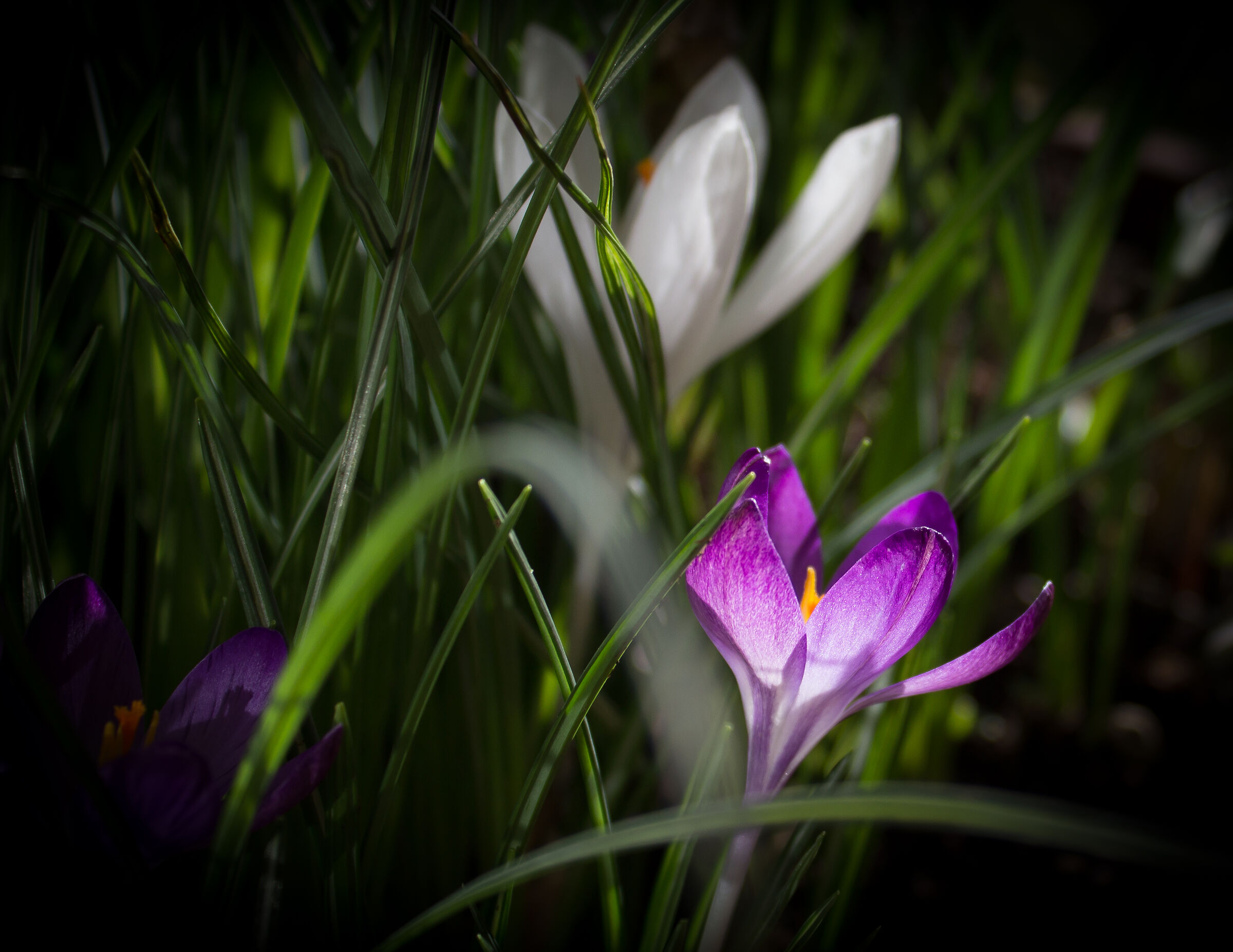Crocus