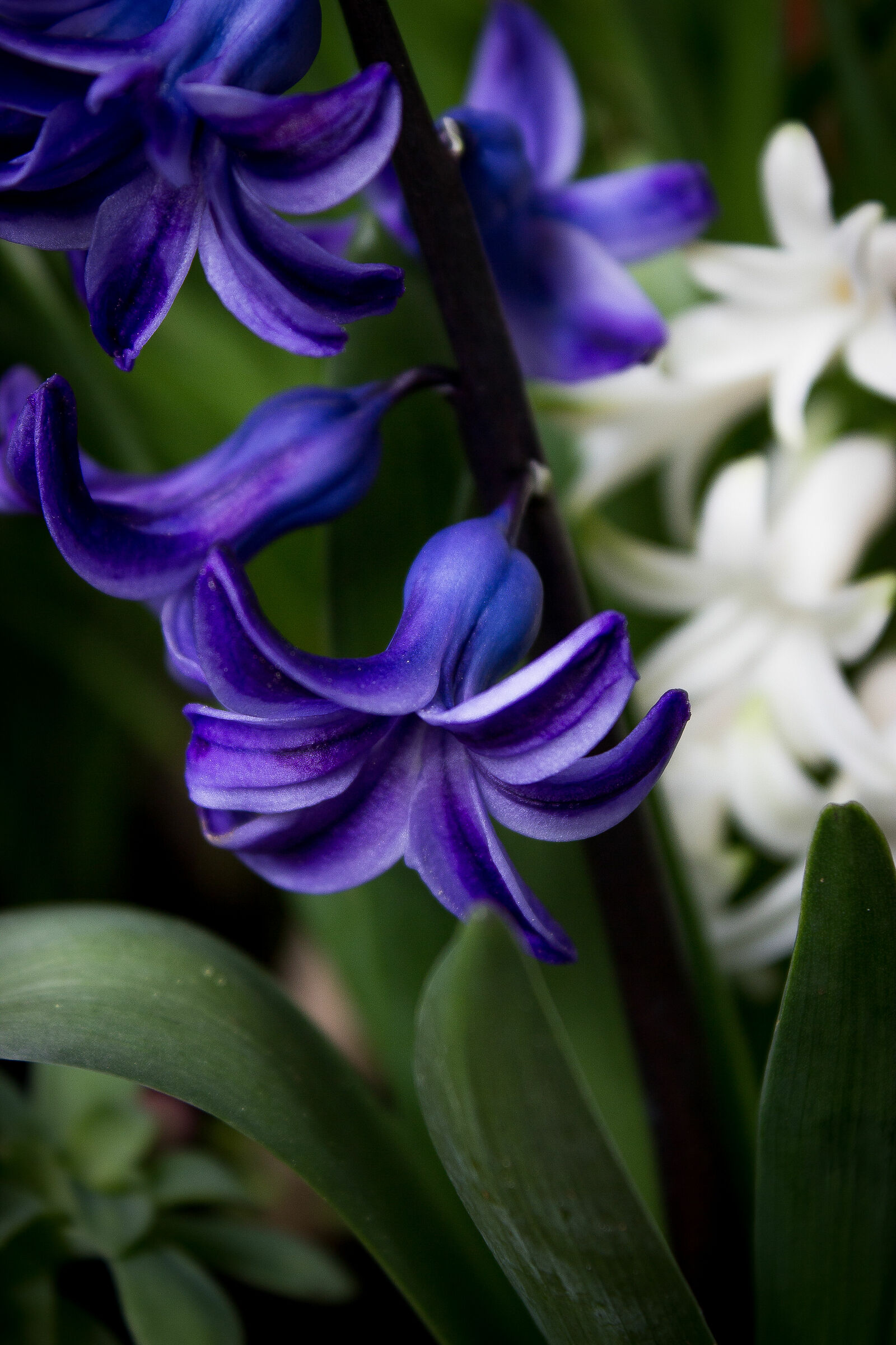 Hyacinthus orientalis