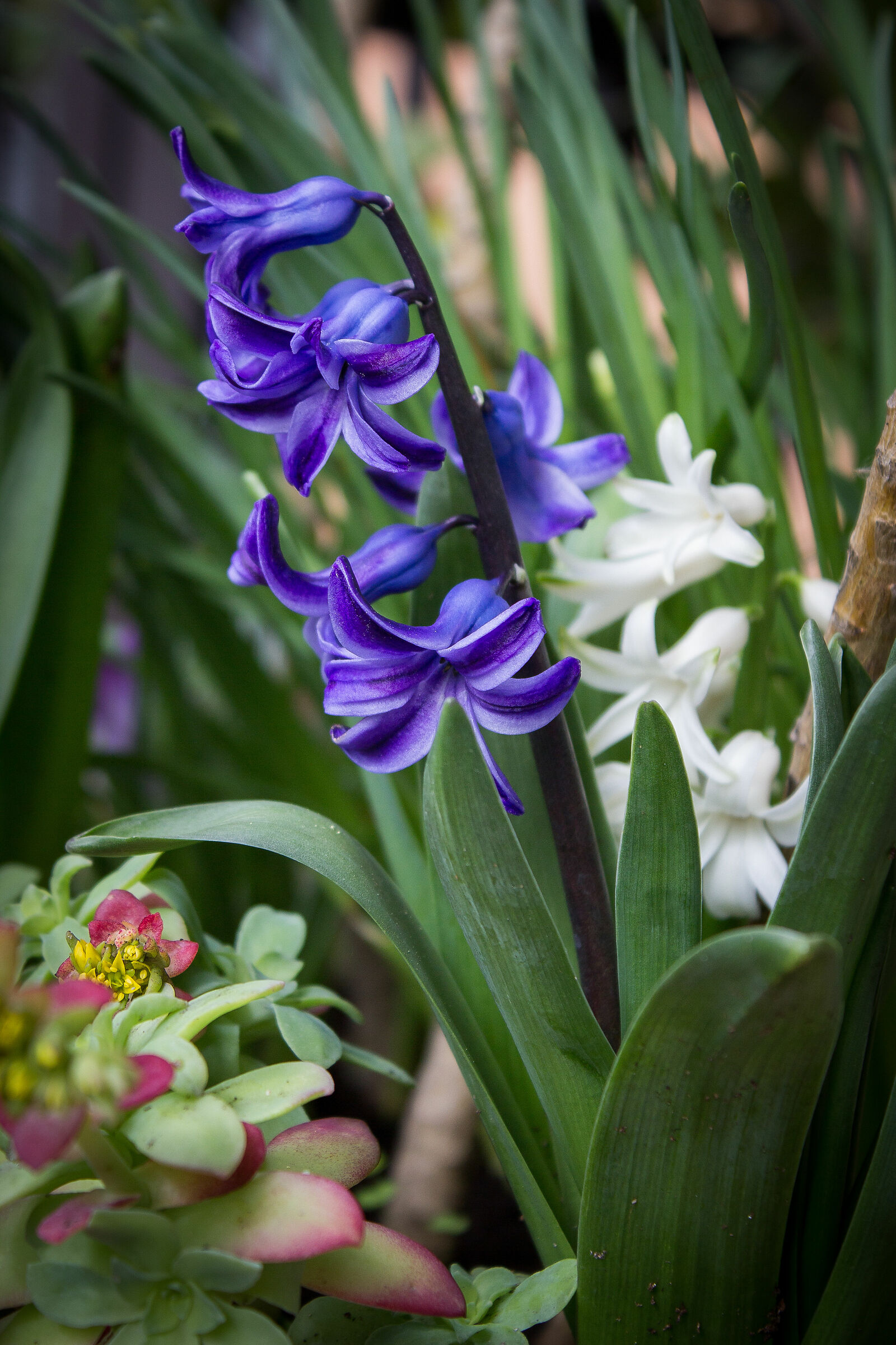 Hyacinthus orientalis