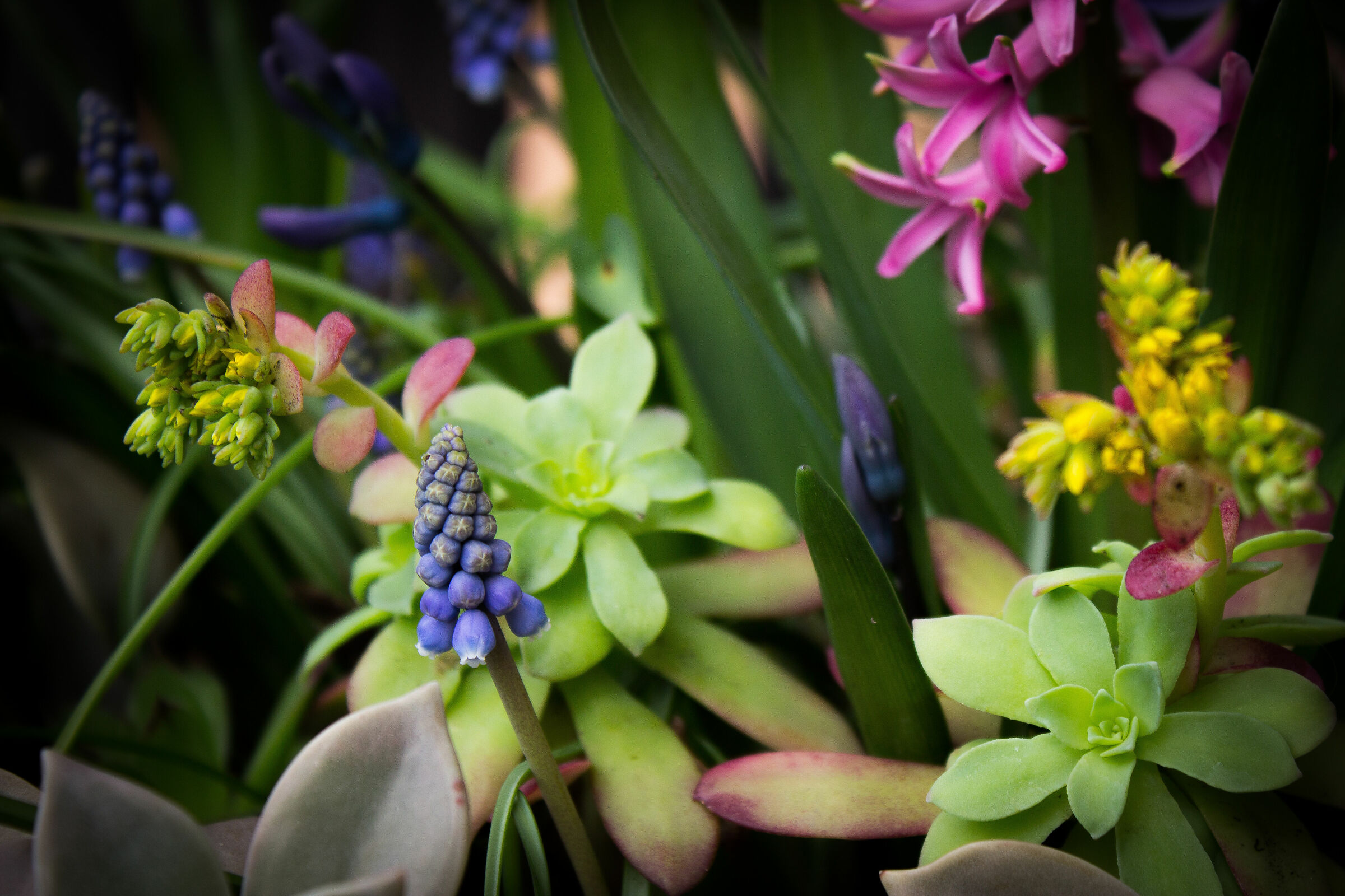 Piccolo mondo in un vaso