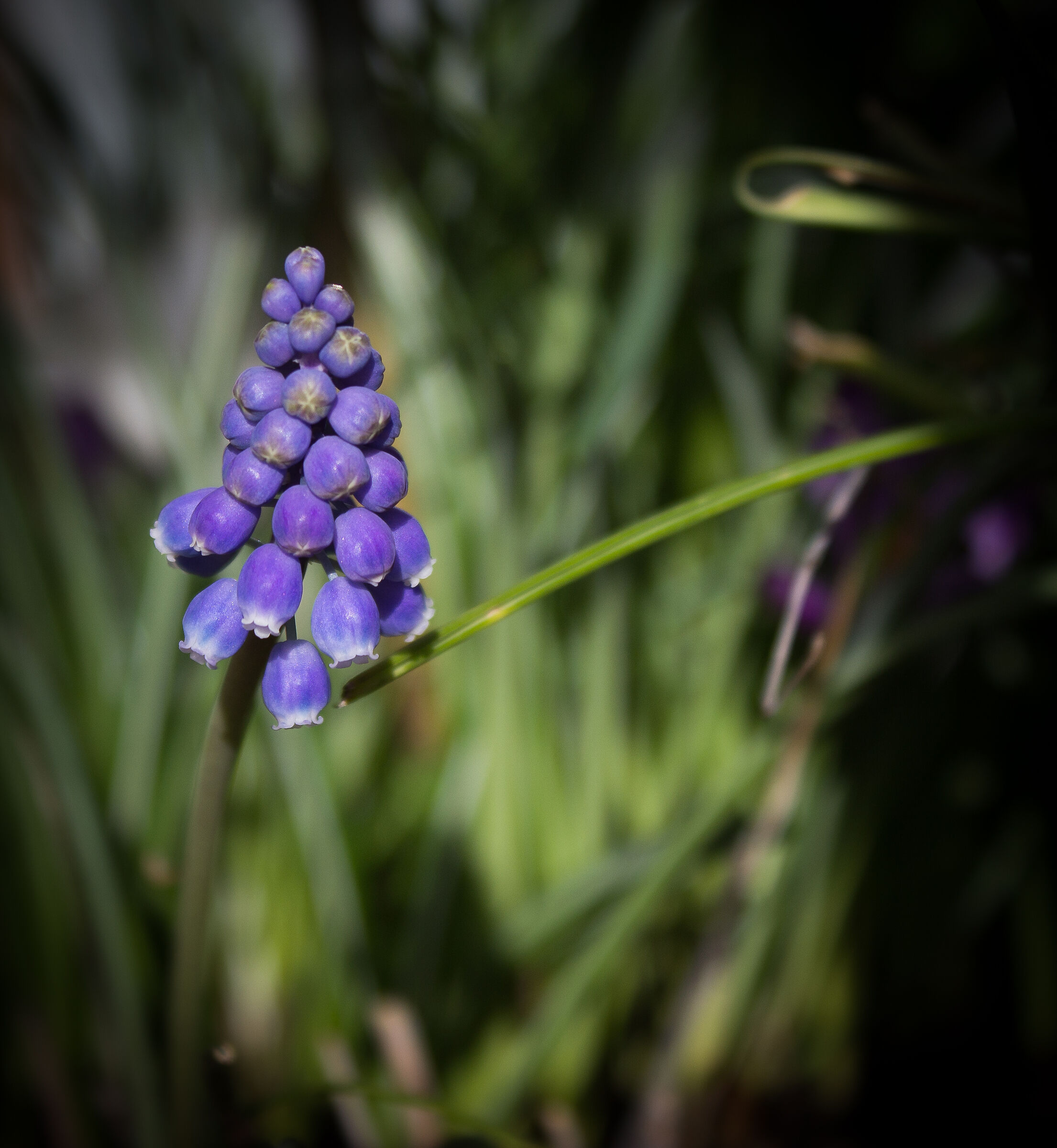 Muscari armeniacum