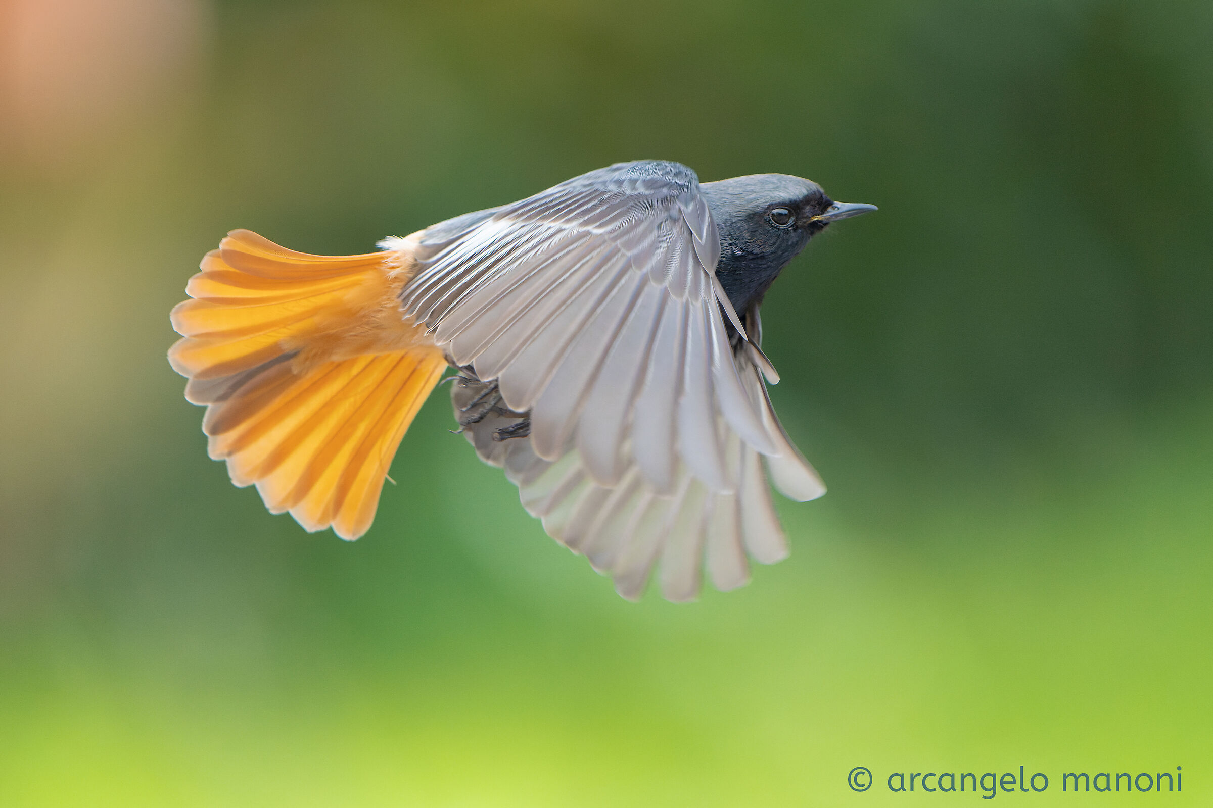 Volo di ricognizione