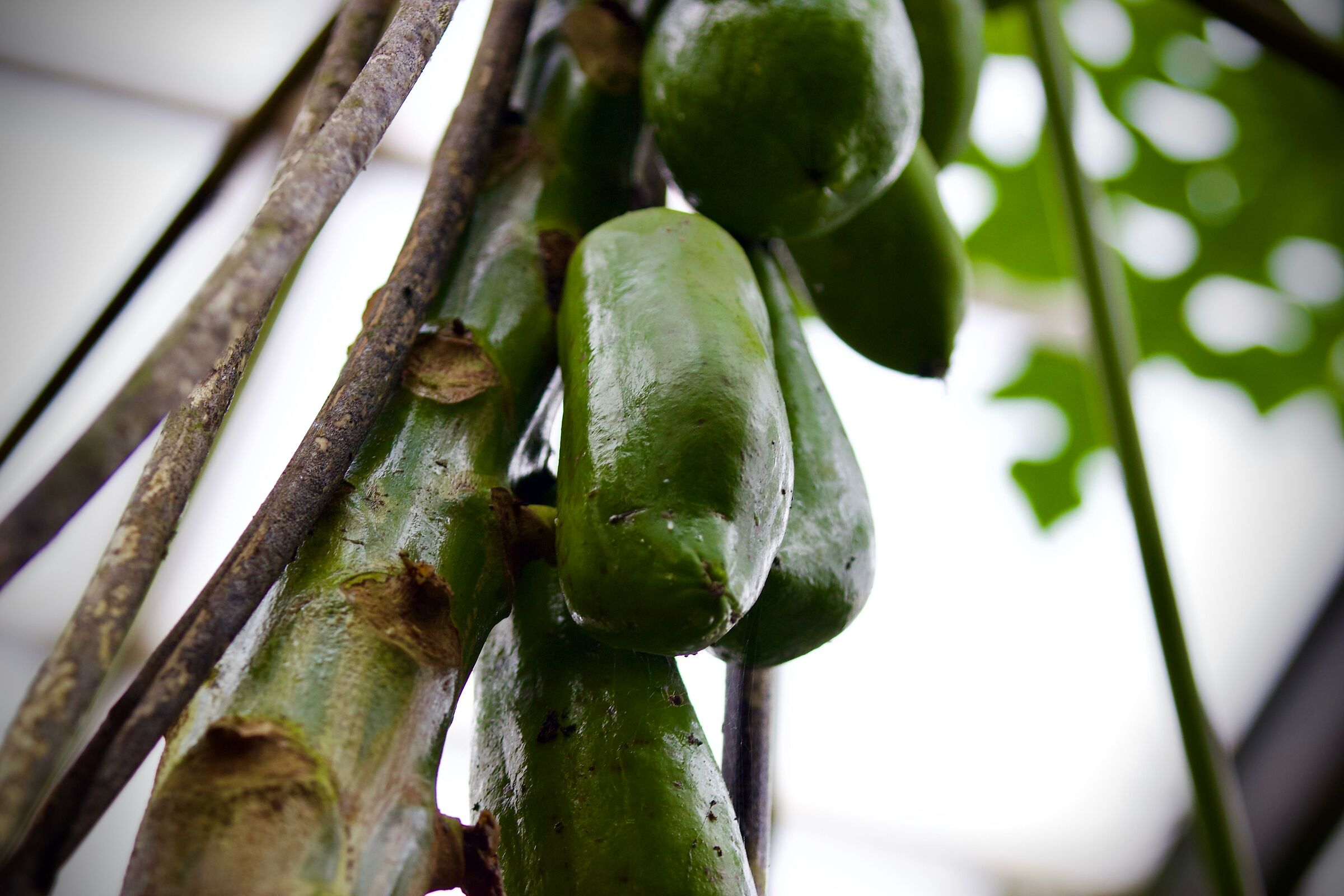 Oasi di Sant'Alessio