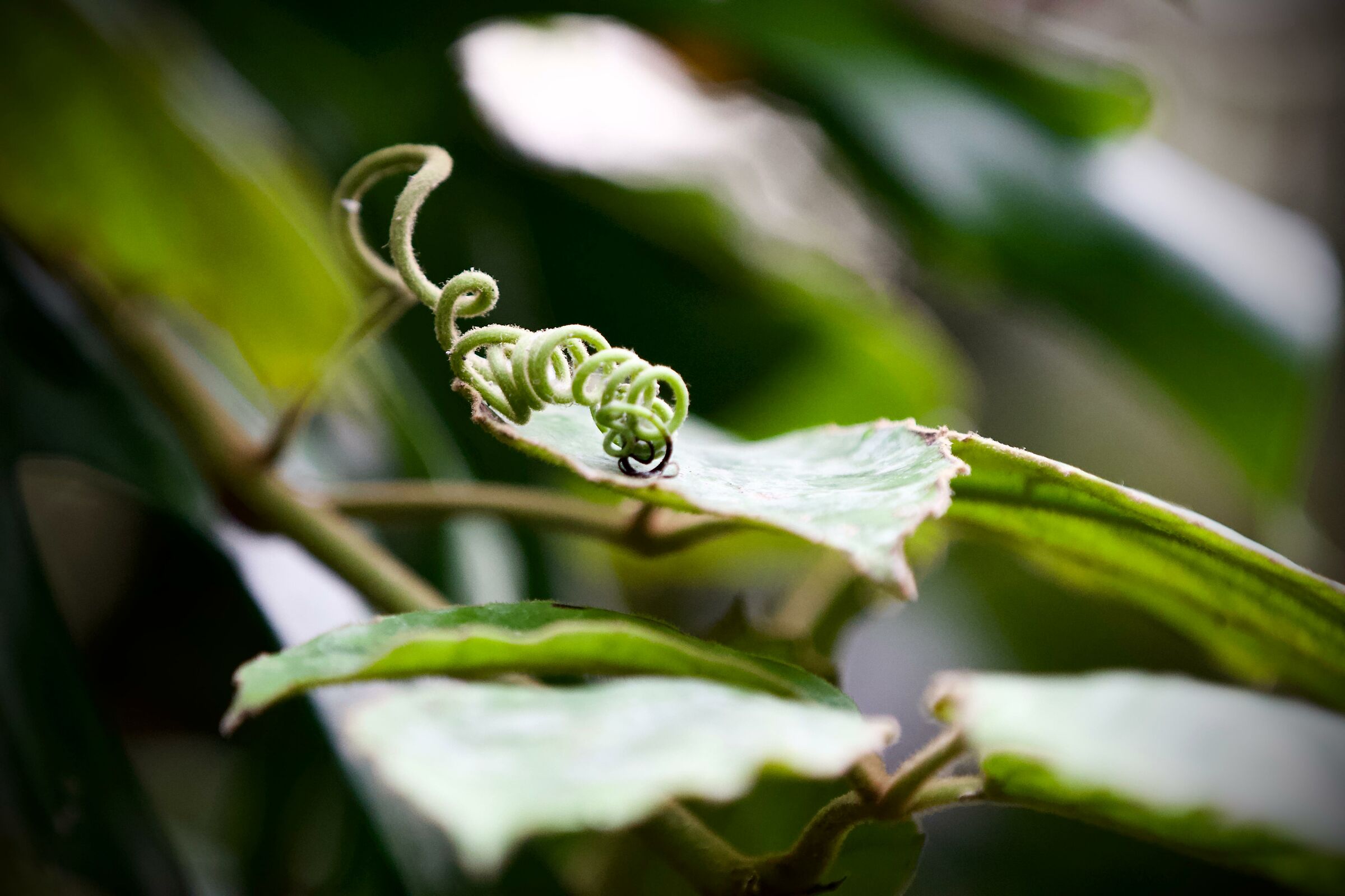 Oasi di Sant'Alessio