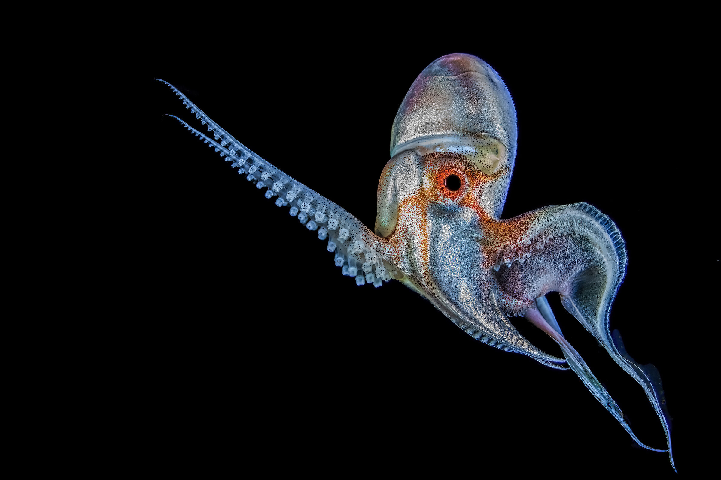 blanket octopus Tremoctopus Philippine, Anilao ,