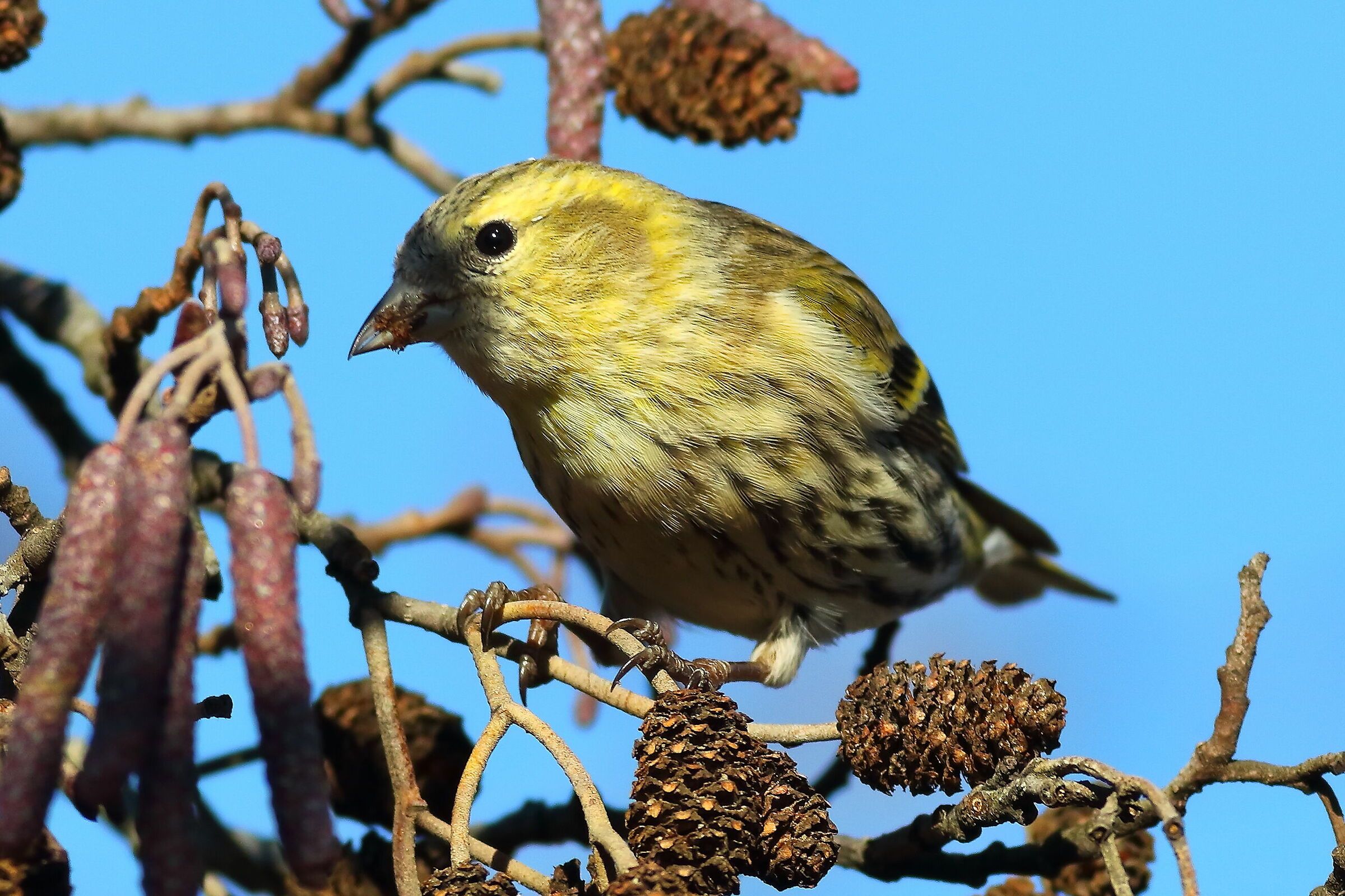 Lucherino 19-12-2023