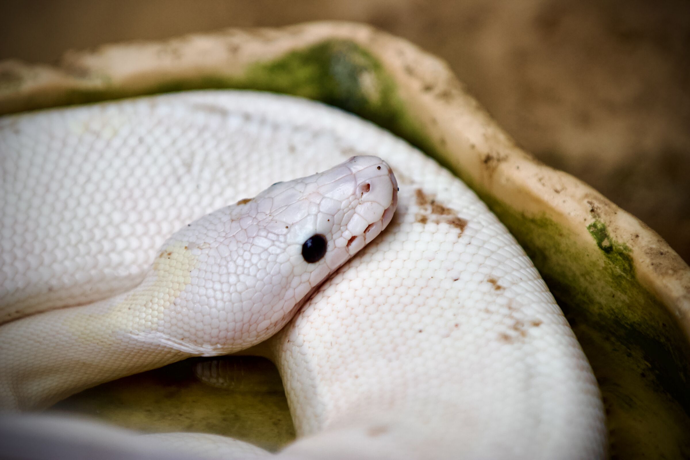 Oasi di Sant'Alessio