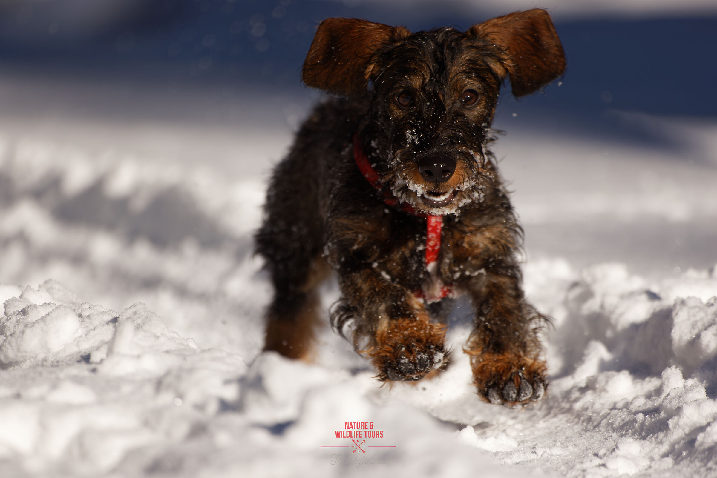 Szundi, l'esperto olfattivo a livello del suolo
