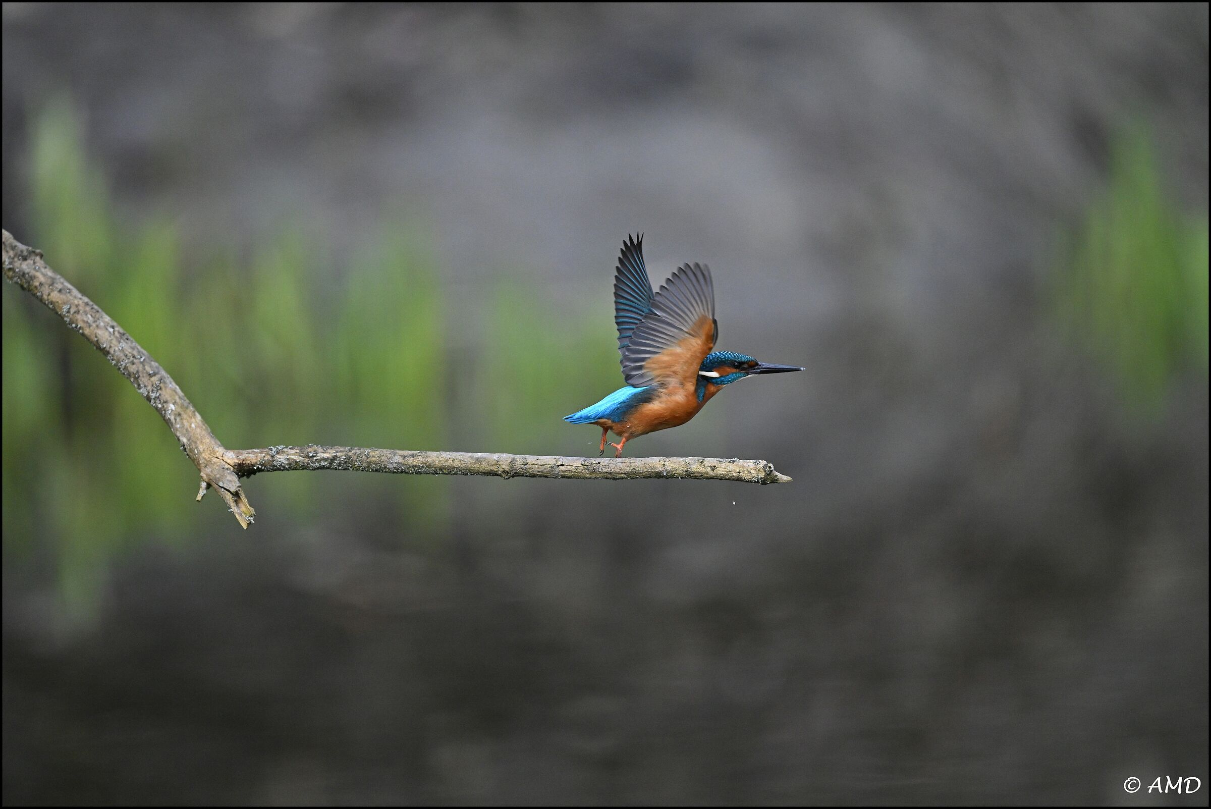 Kingfisher