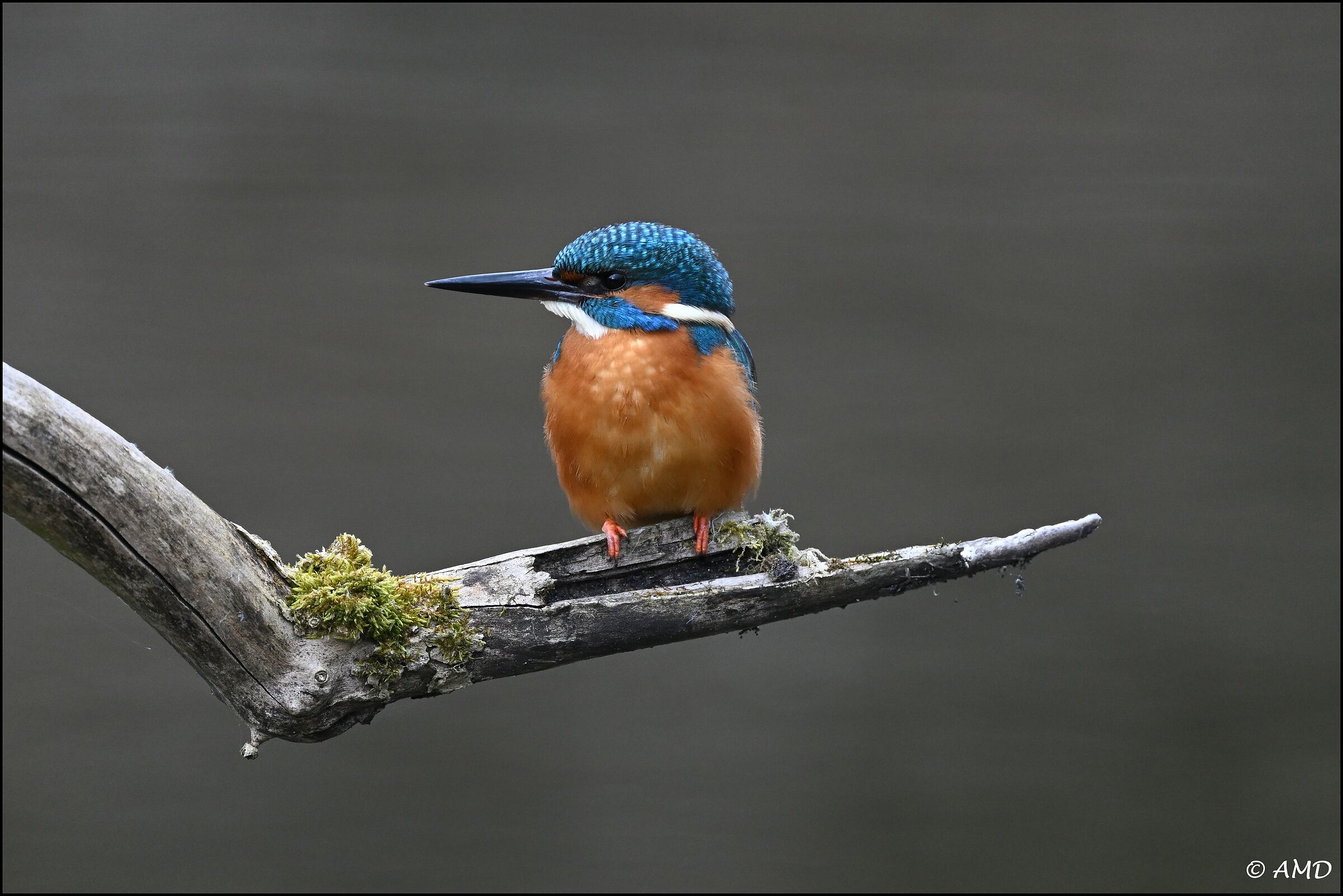 Kingfisher