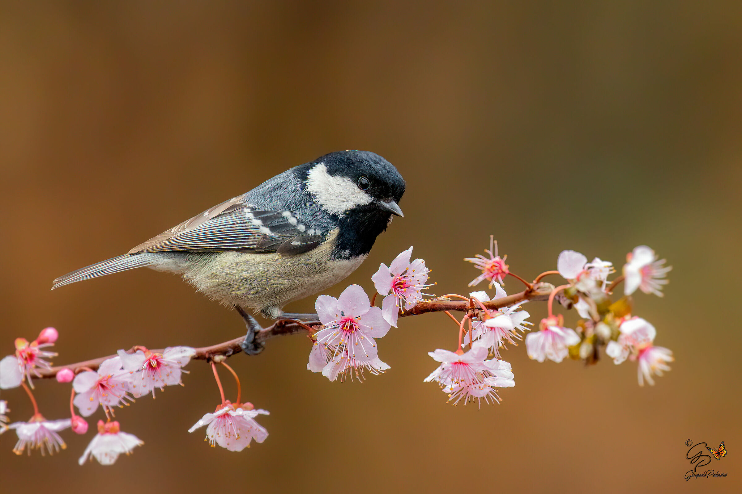Segnali di primavera
