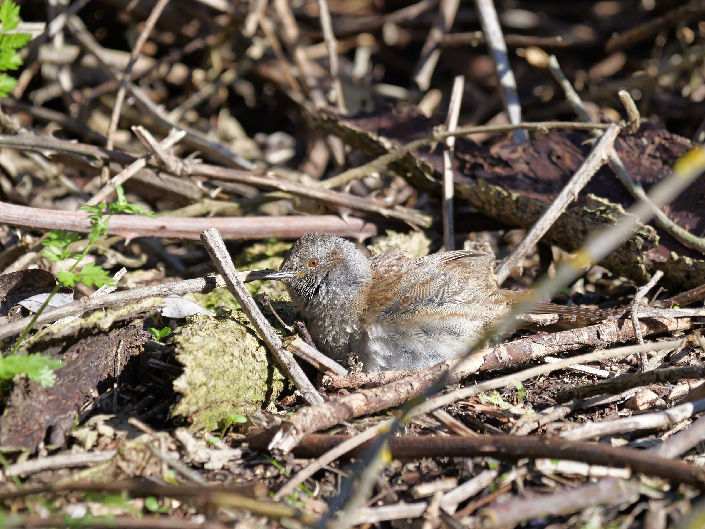 Passera scopaiola (Prunella modularis)