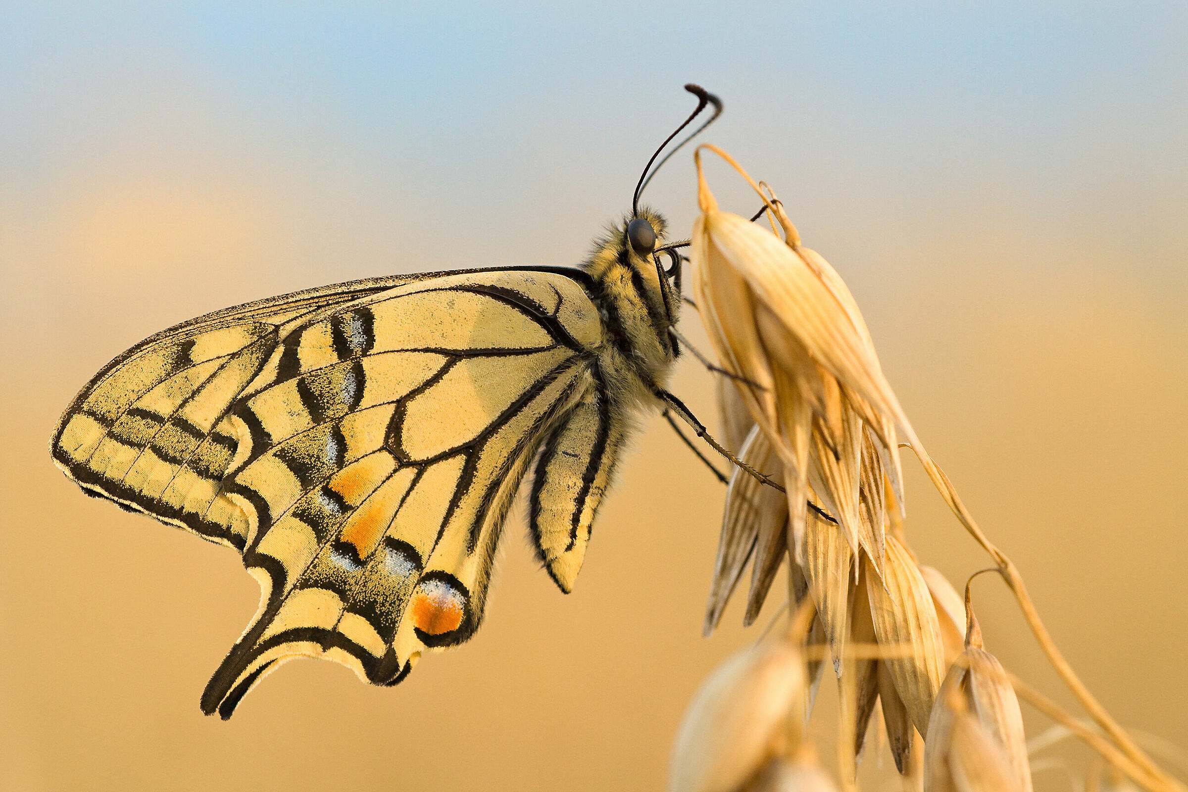 Papilio machaon