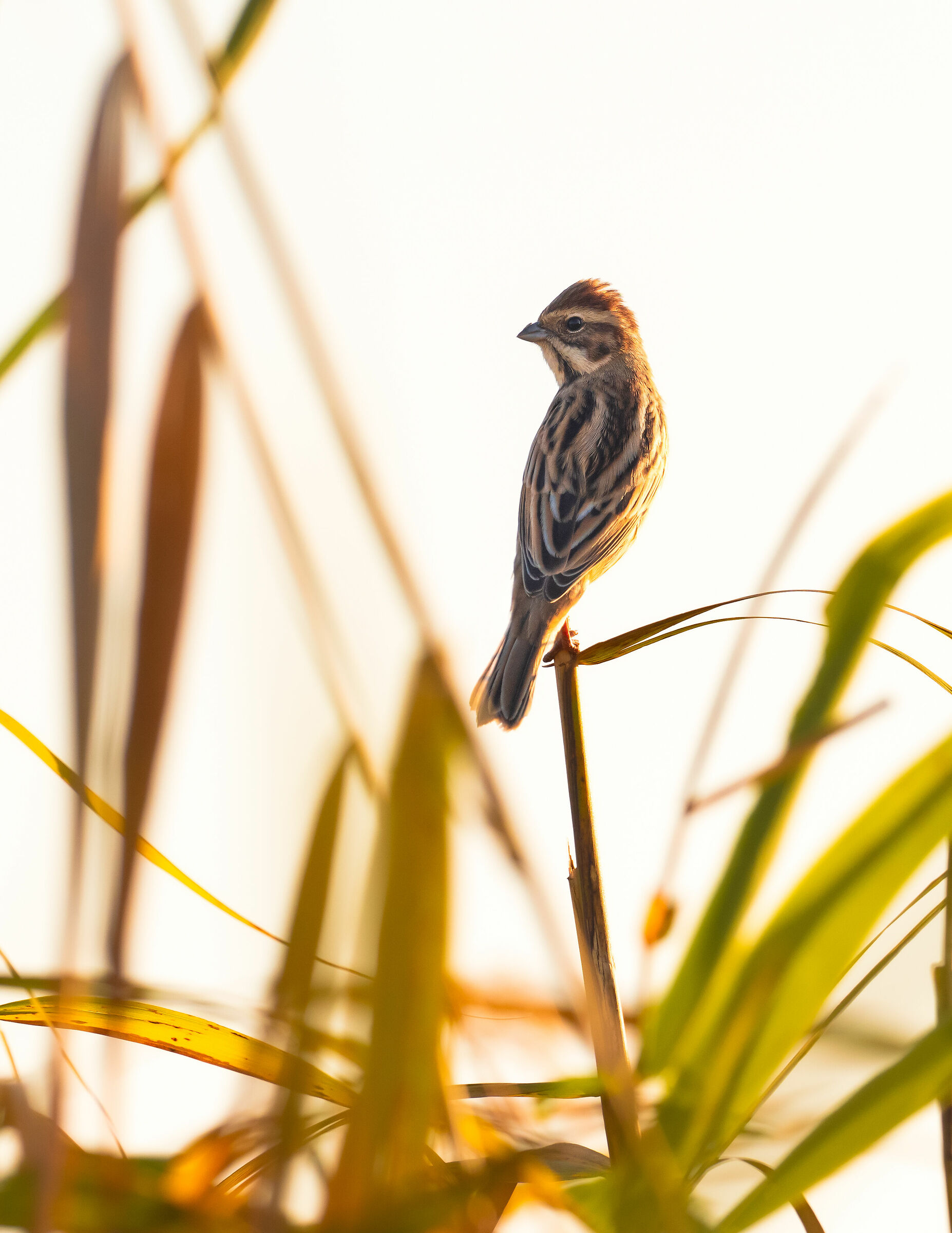 Migliarino di palude