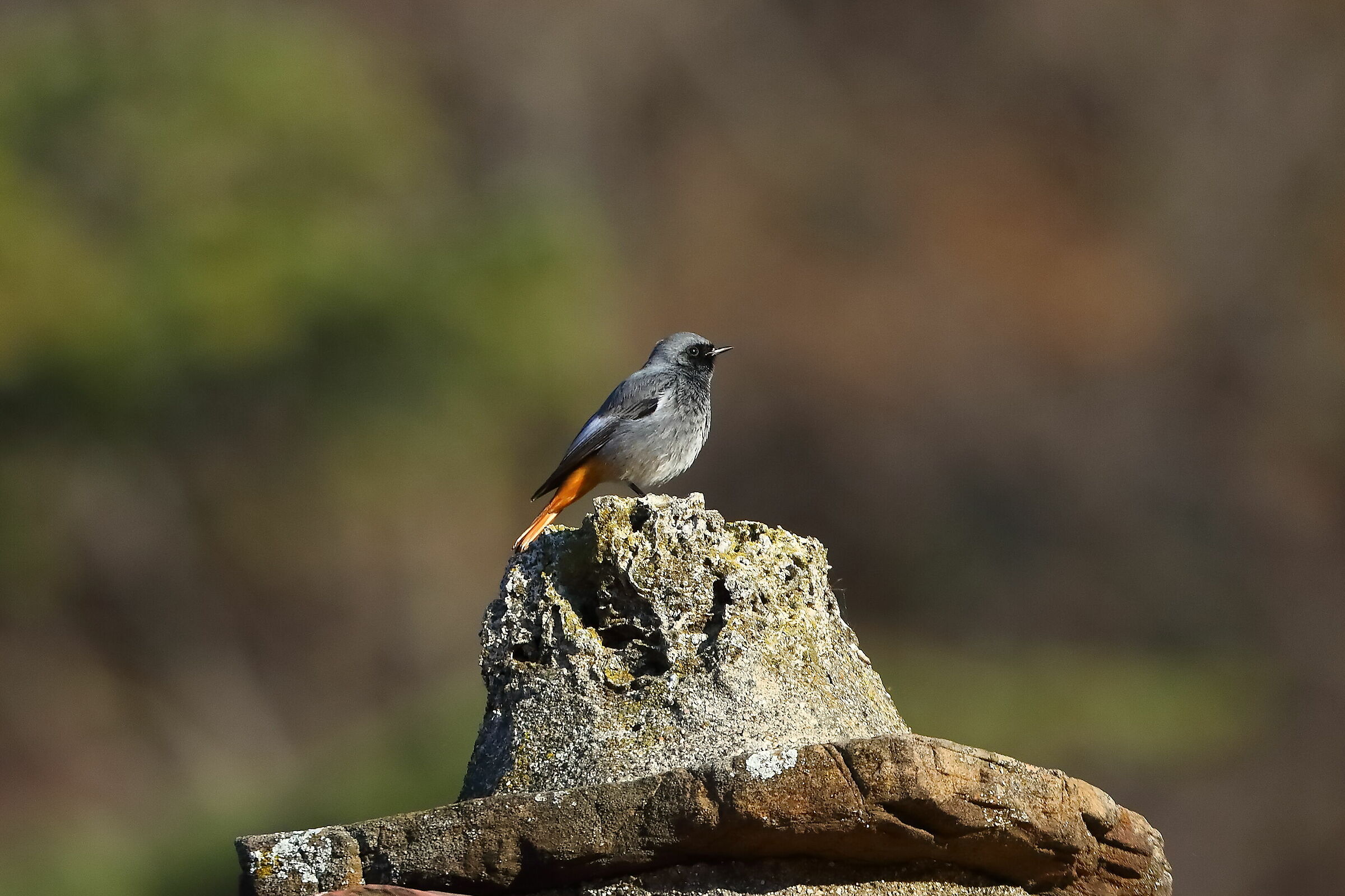 Redstart M 30-12-2023