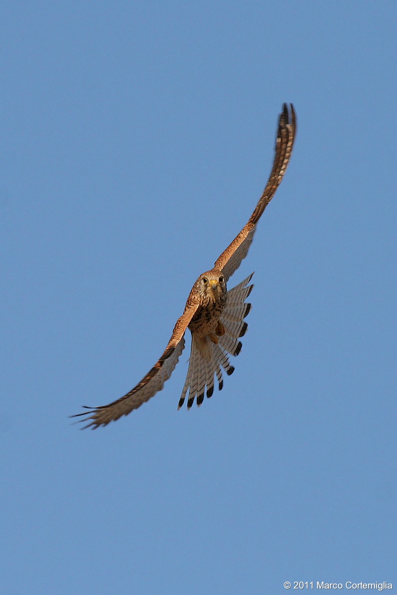 Grillaio (Falco naumanni)