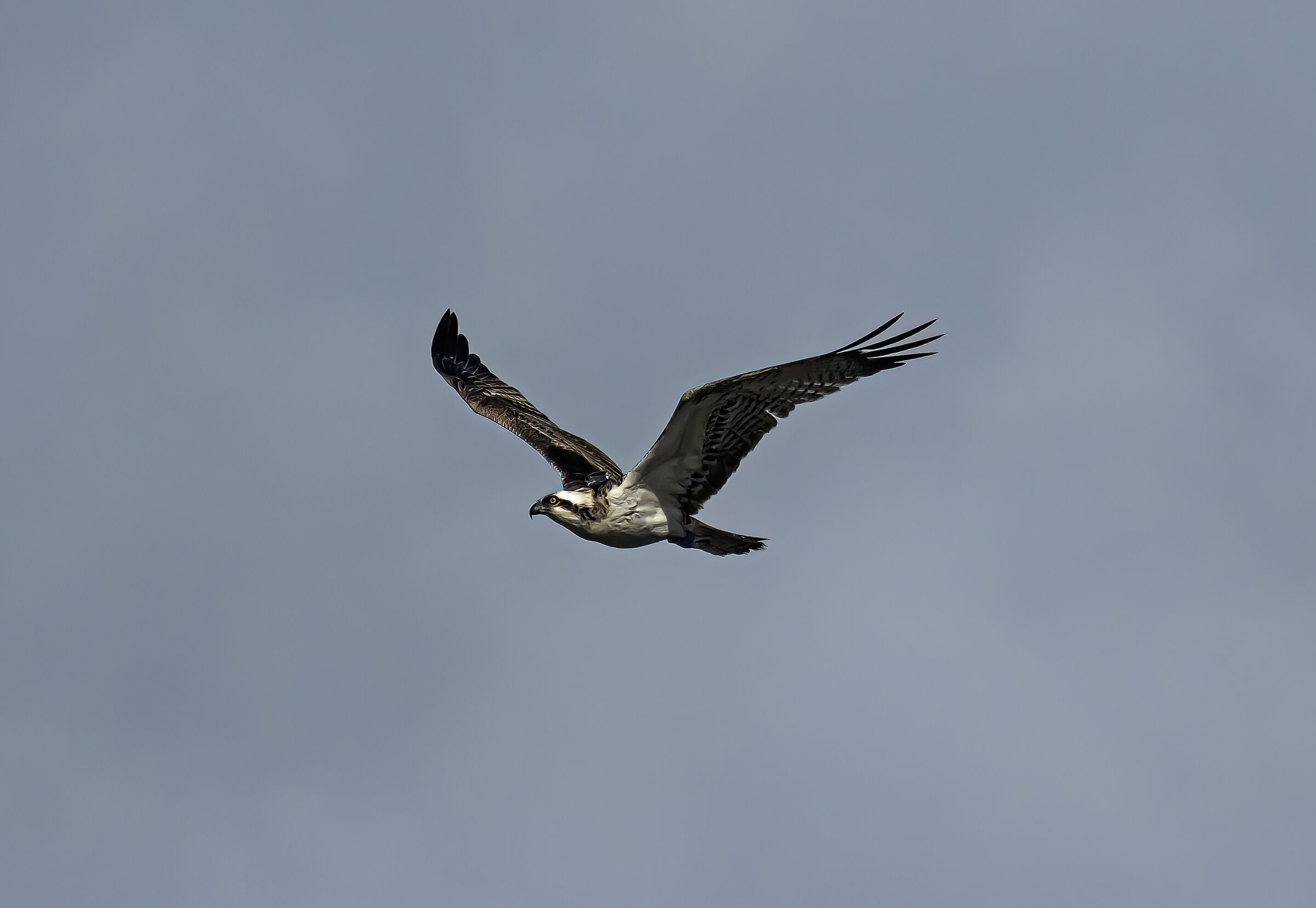 Falco Pescatore
