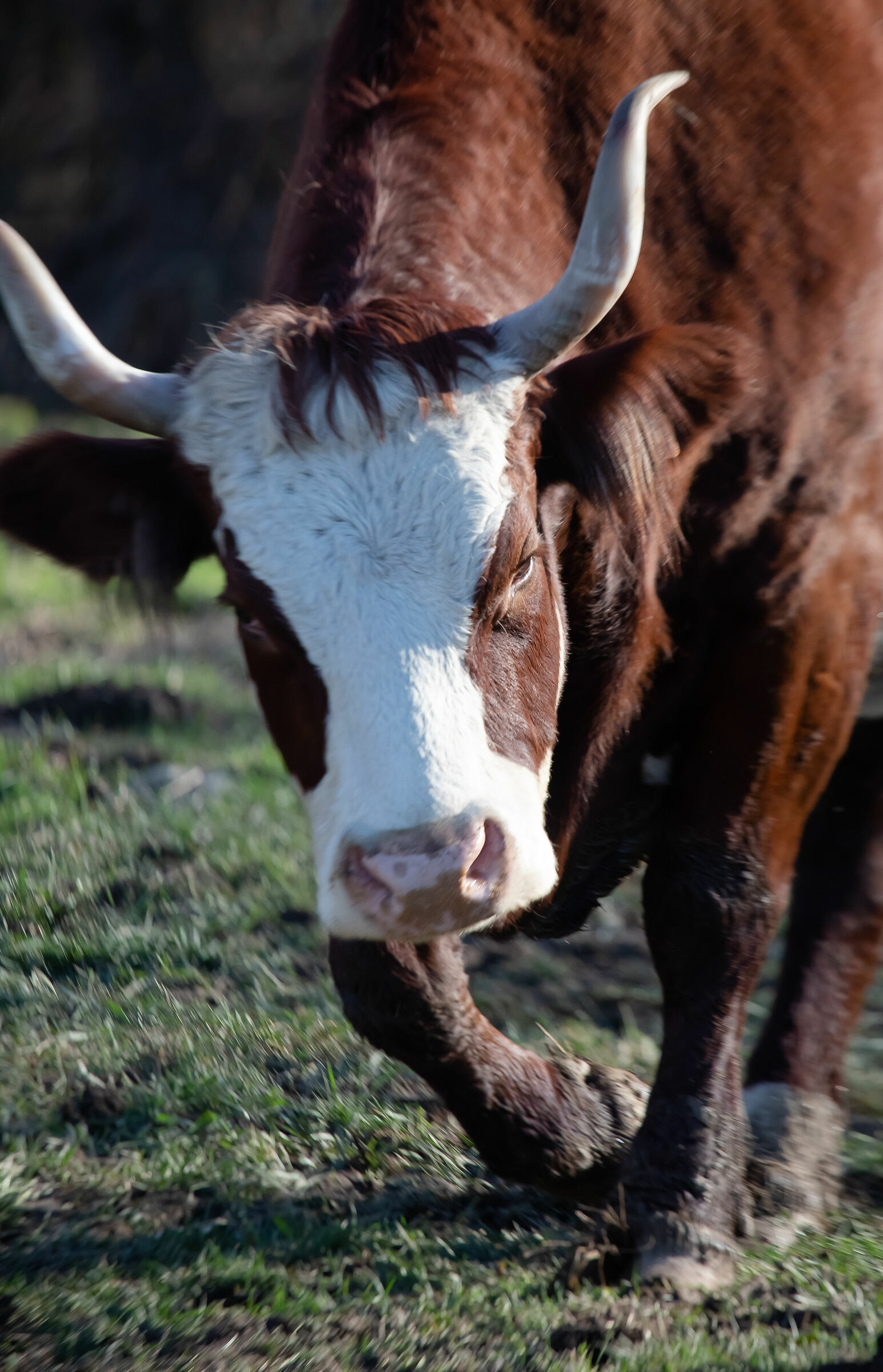Non voglio Fotografie !!!