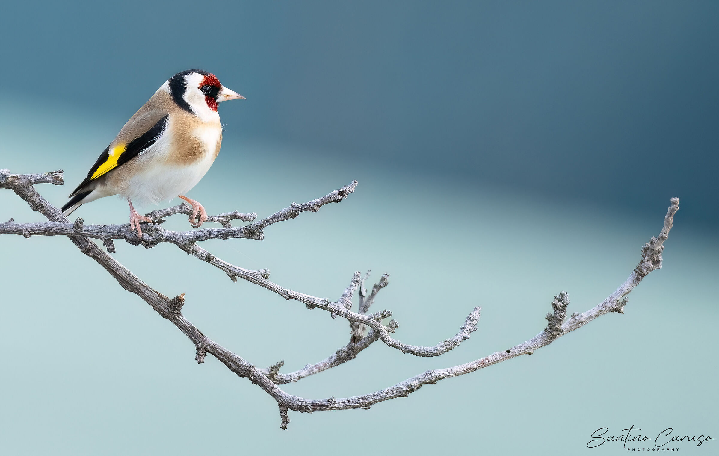 Goldfinch