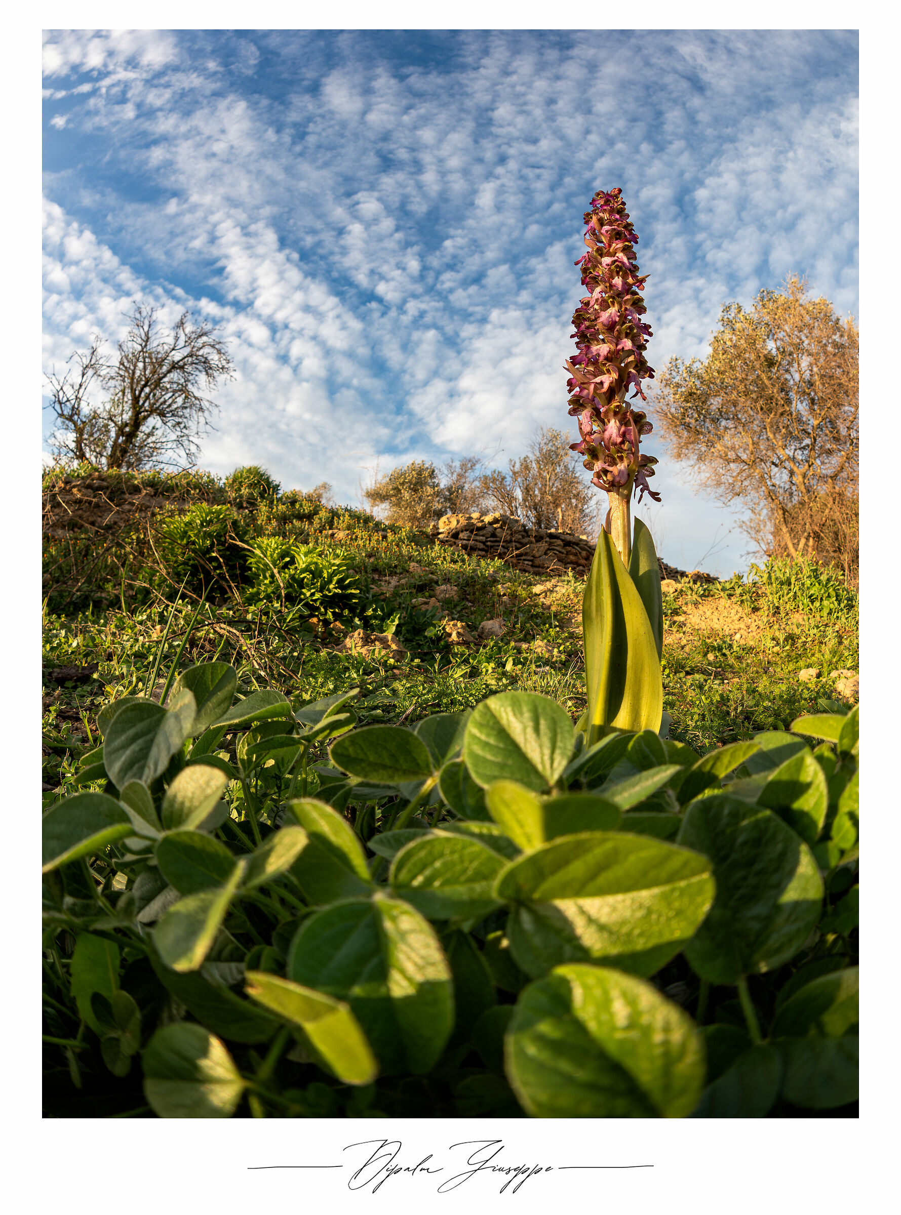 Himantoglossum robertianum 3