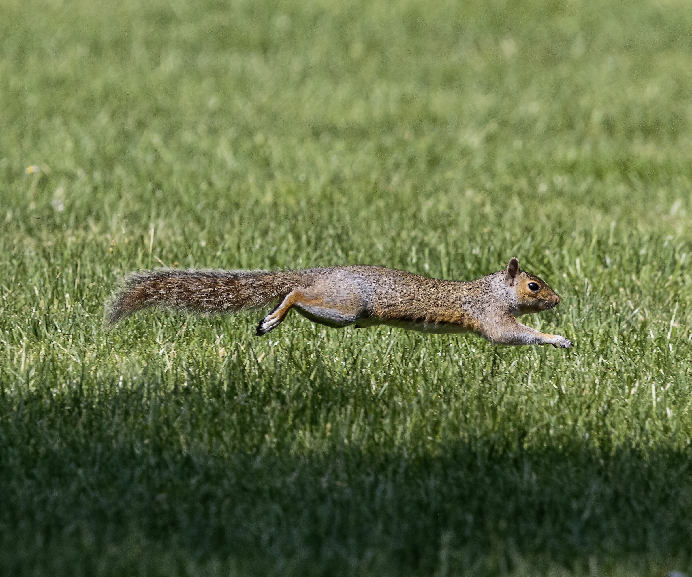 Scoiattolo grigio in corsa Parco di Monza 19/05/2022
