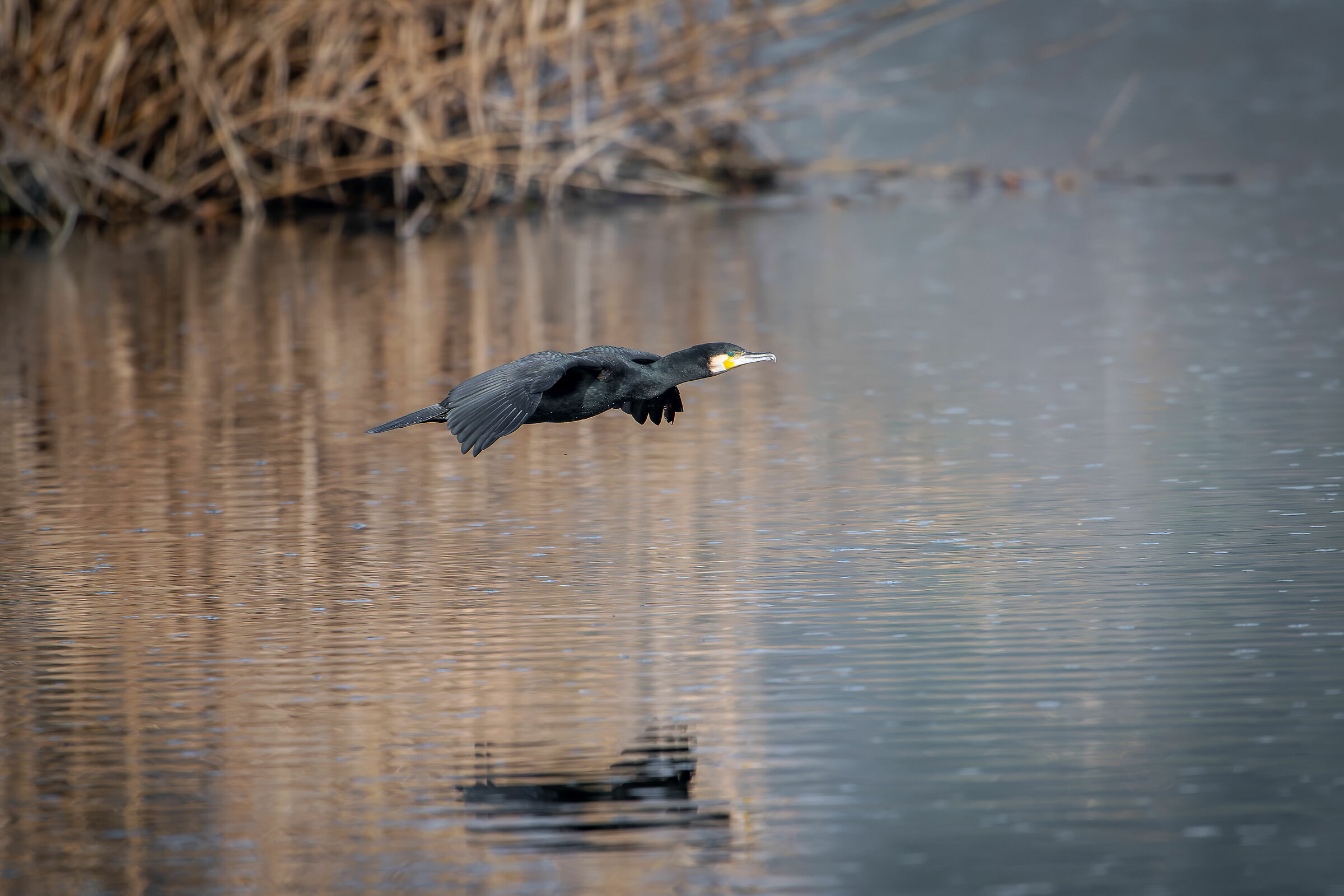 Cormorant in flight