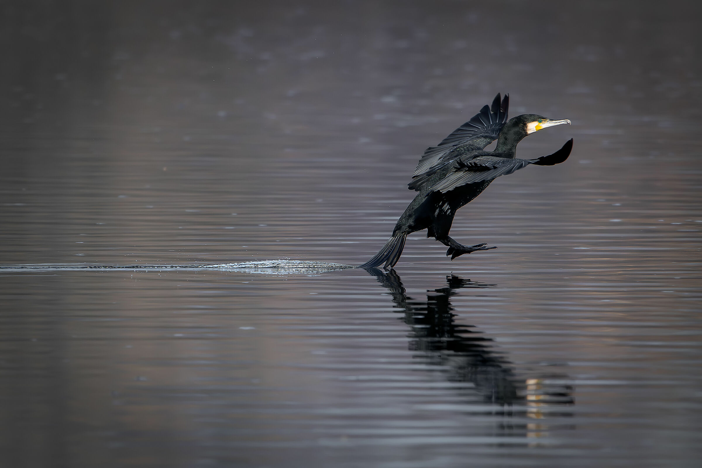 Cormorant Landing