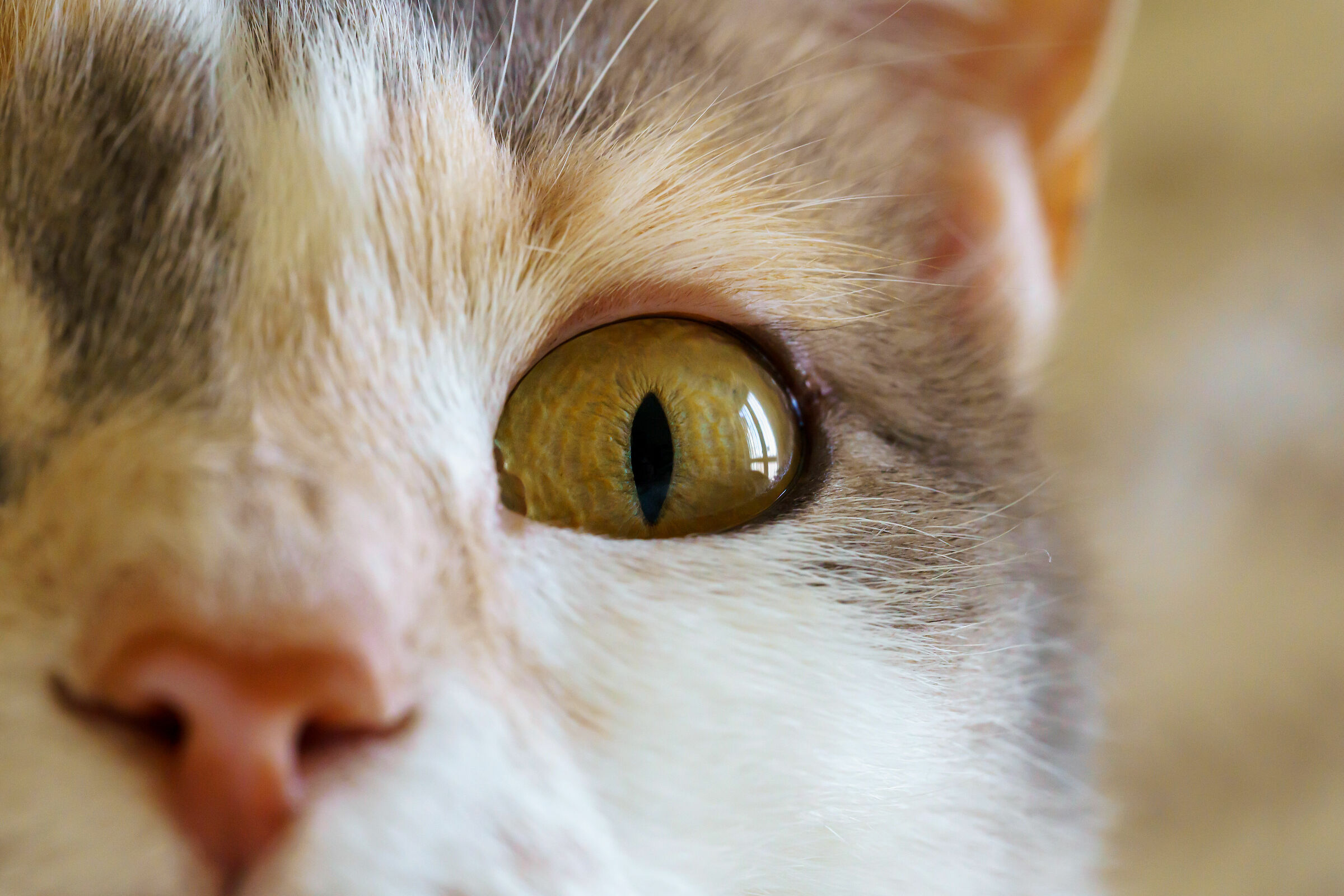 Sophie, il suo occhio!