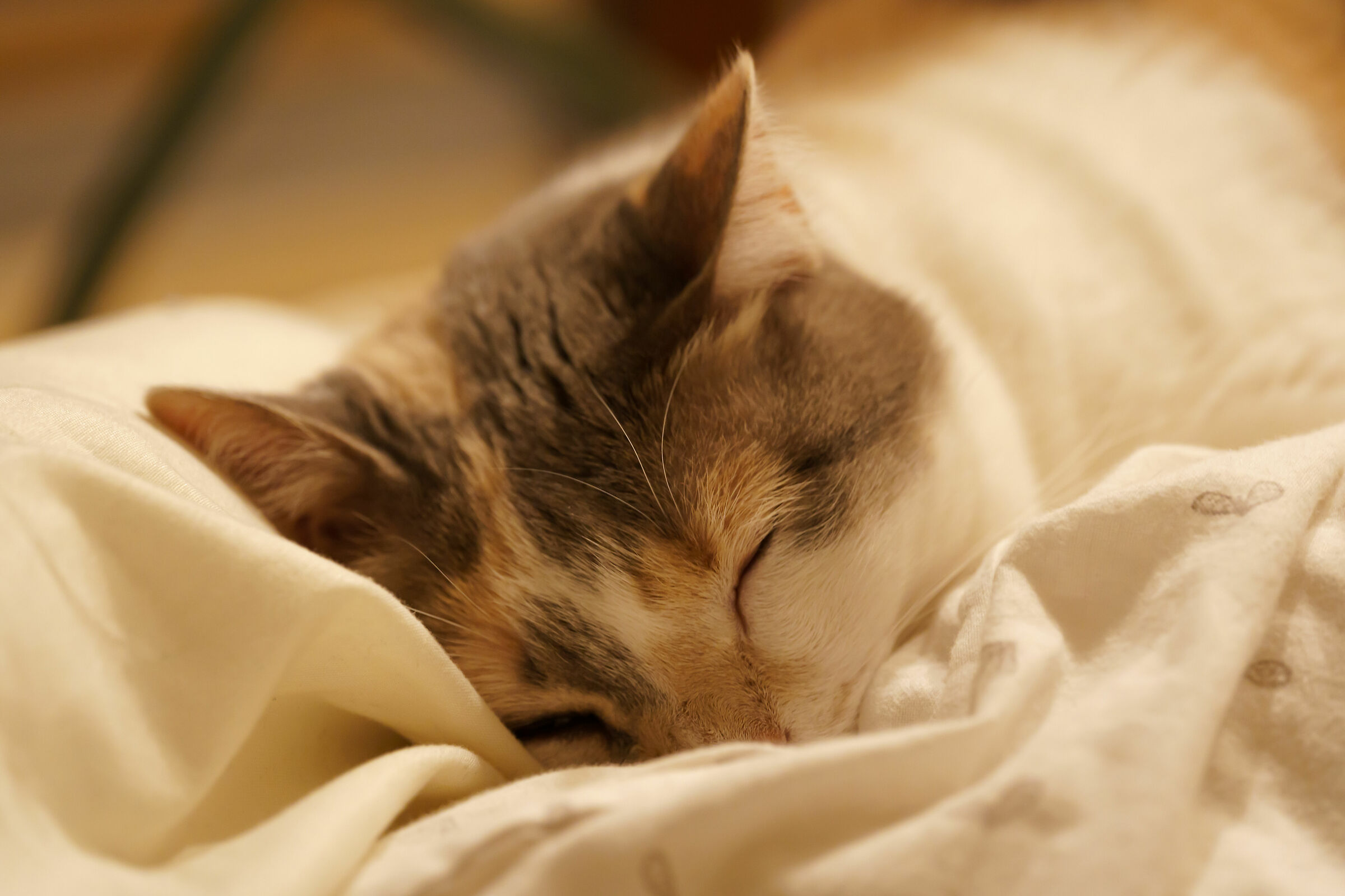 Sophie in dormiveglia