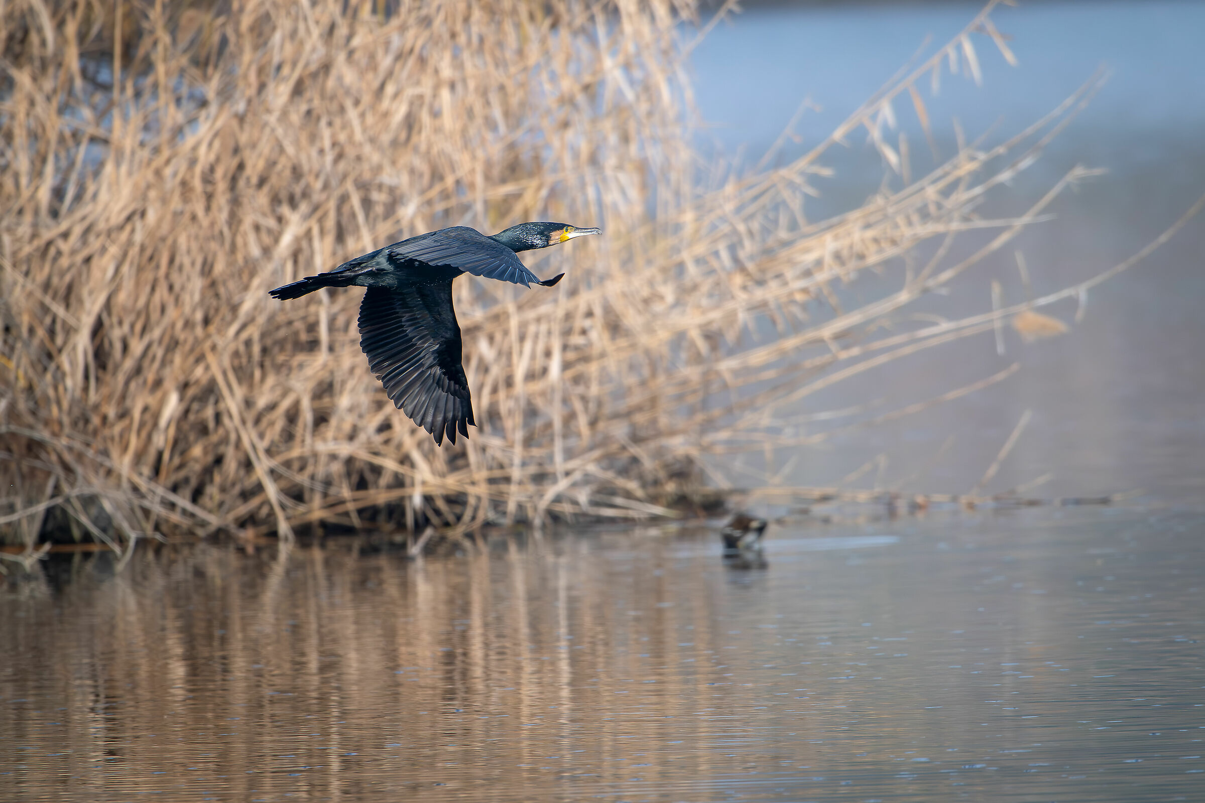 Cormorant