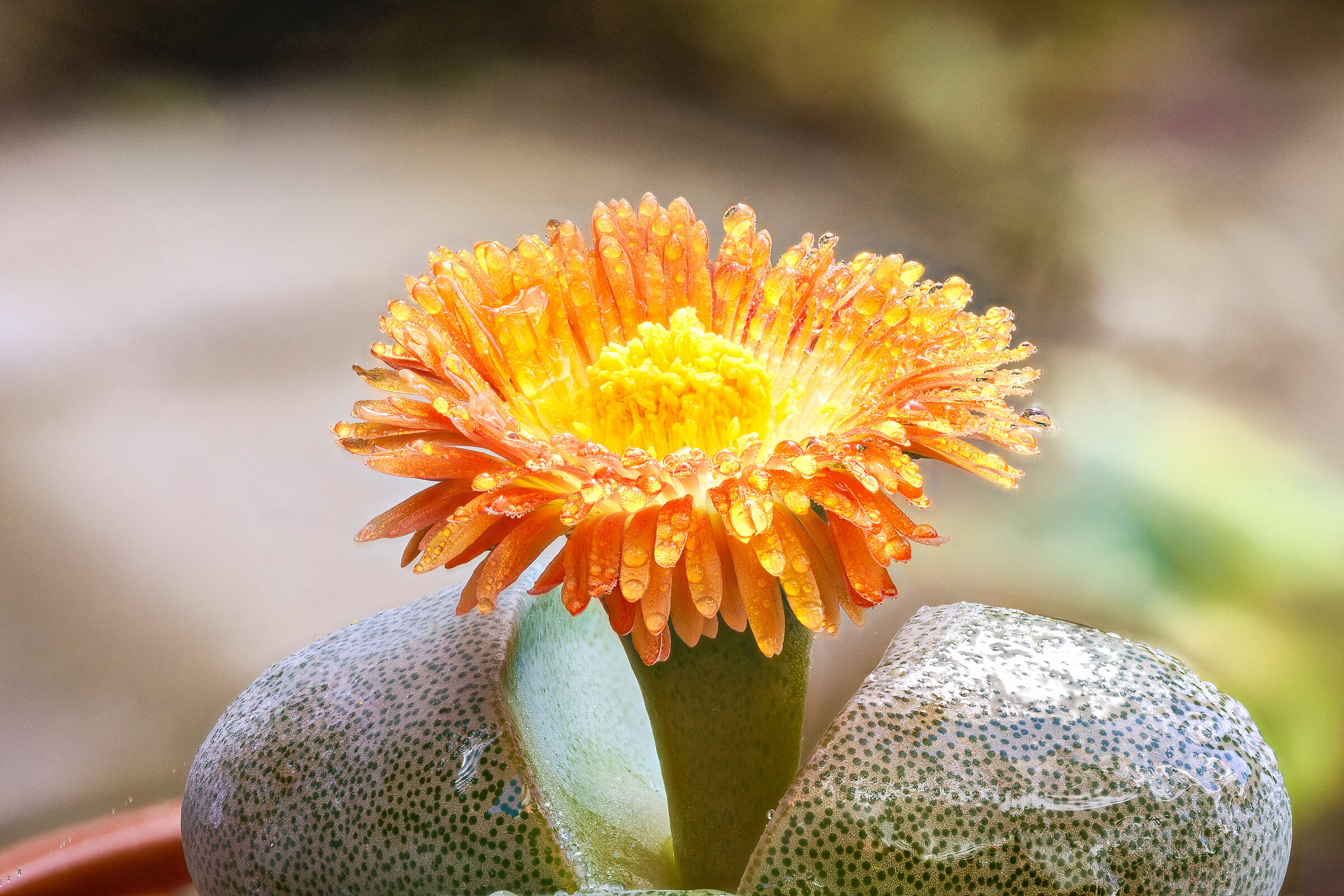 Pleiospilos Nelii brina Macro