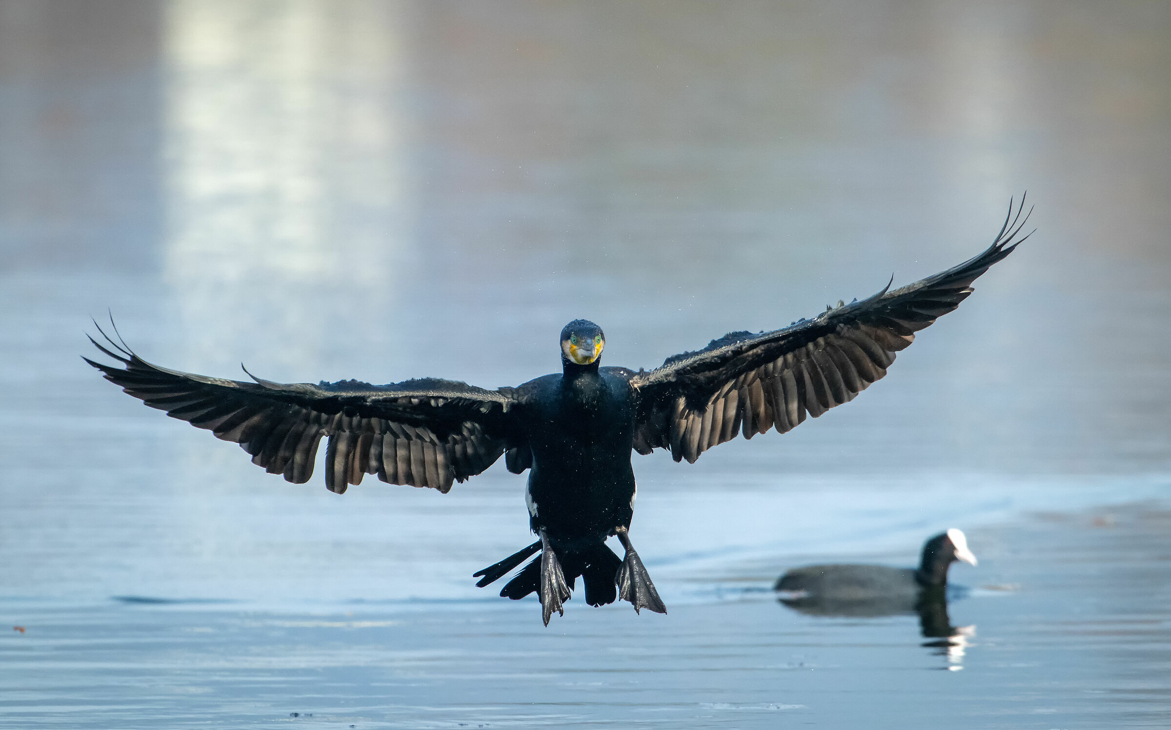 Cormorant landing