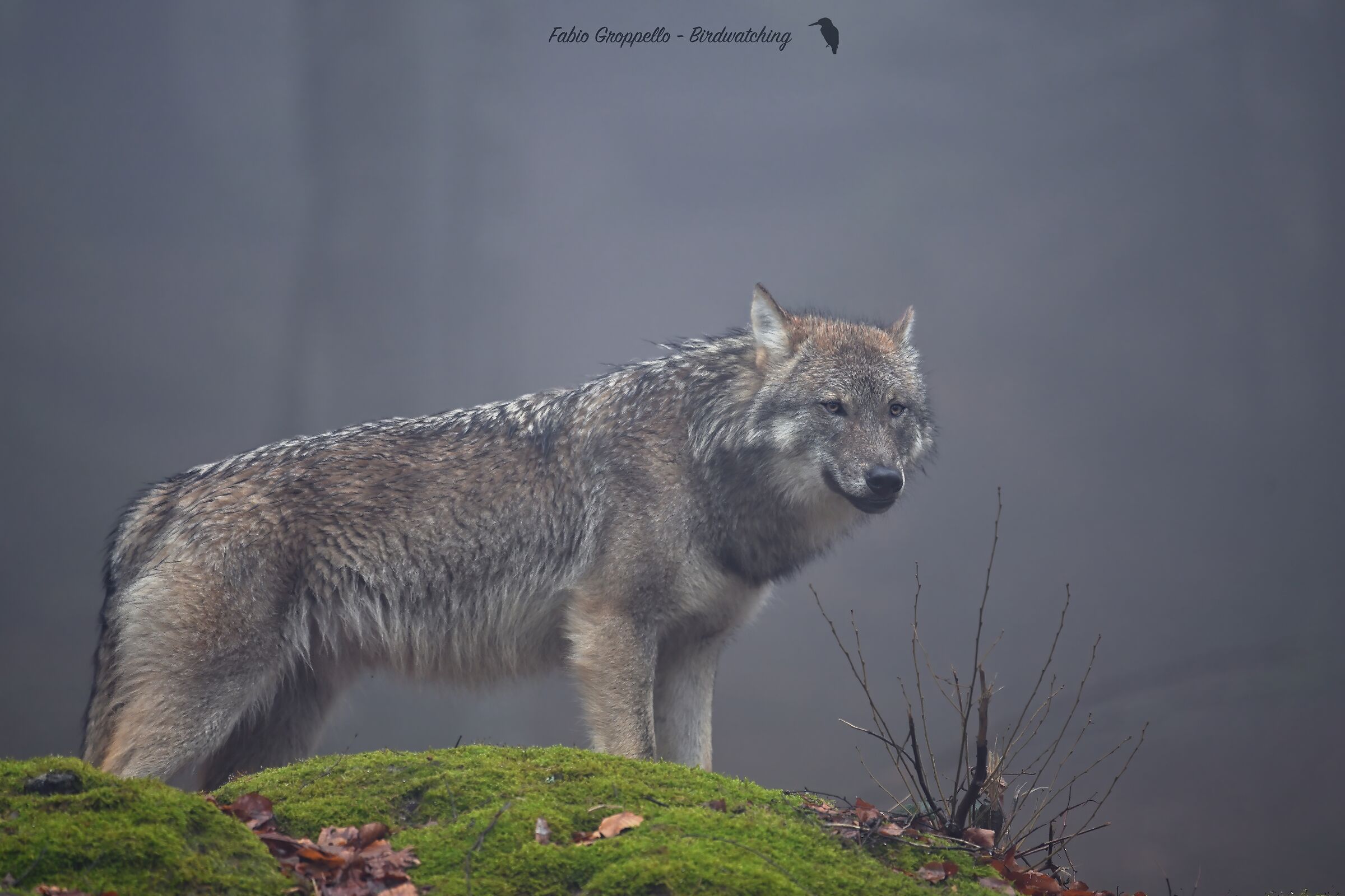 Wolf in the Mist