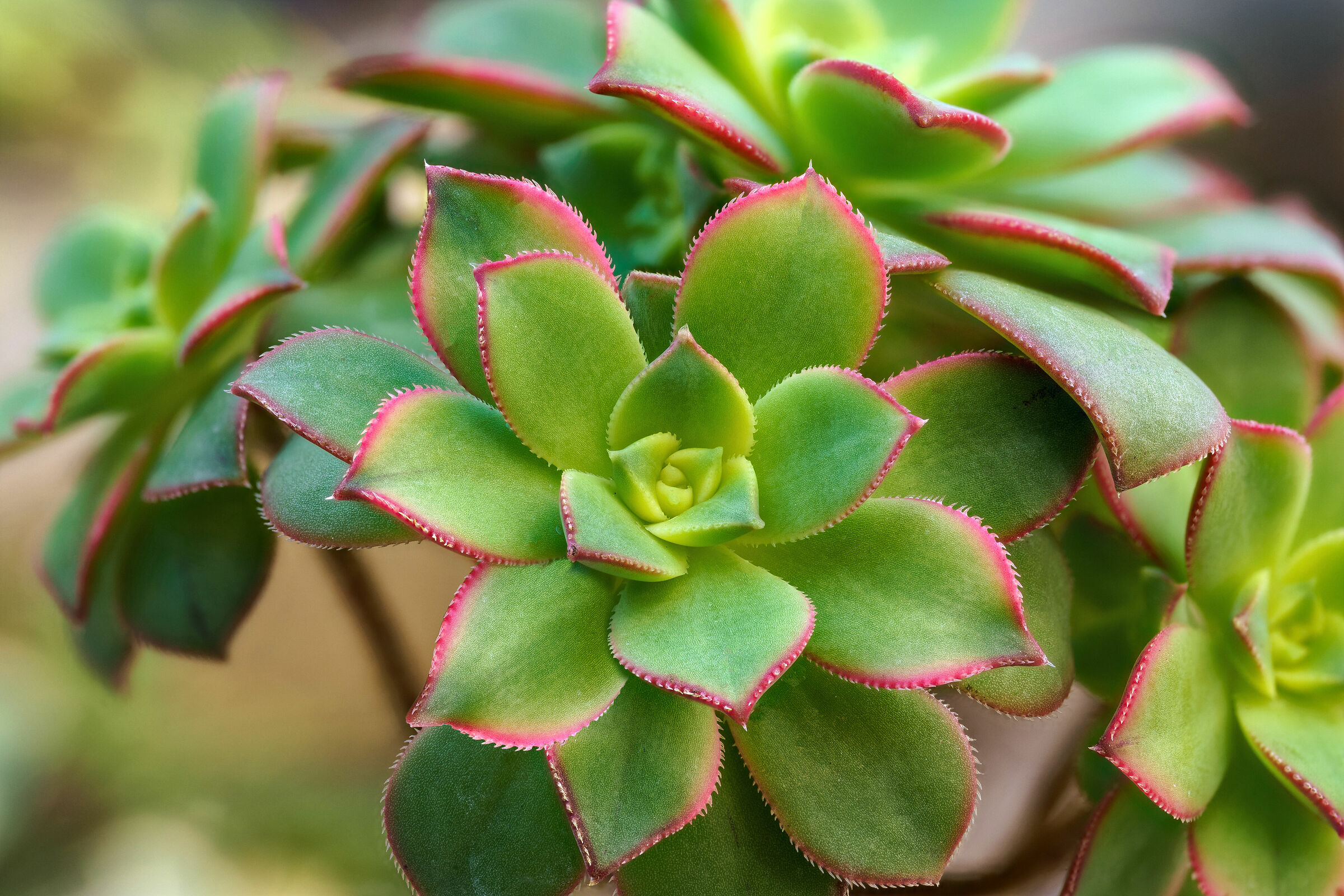 Aeonium Macro